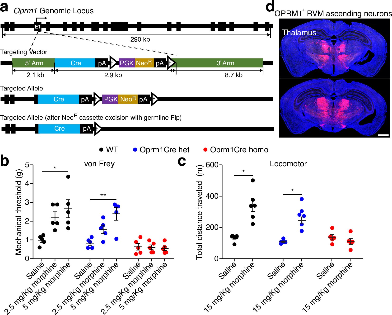 Extended Data Fig. 1: Generation and characterization of the Oprm1Cre knock-in mouse line.