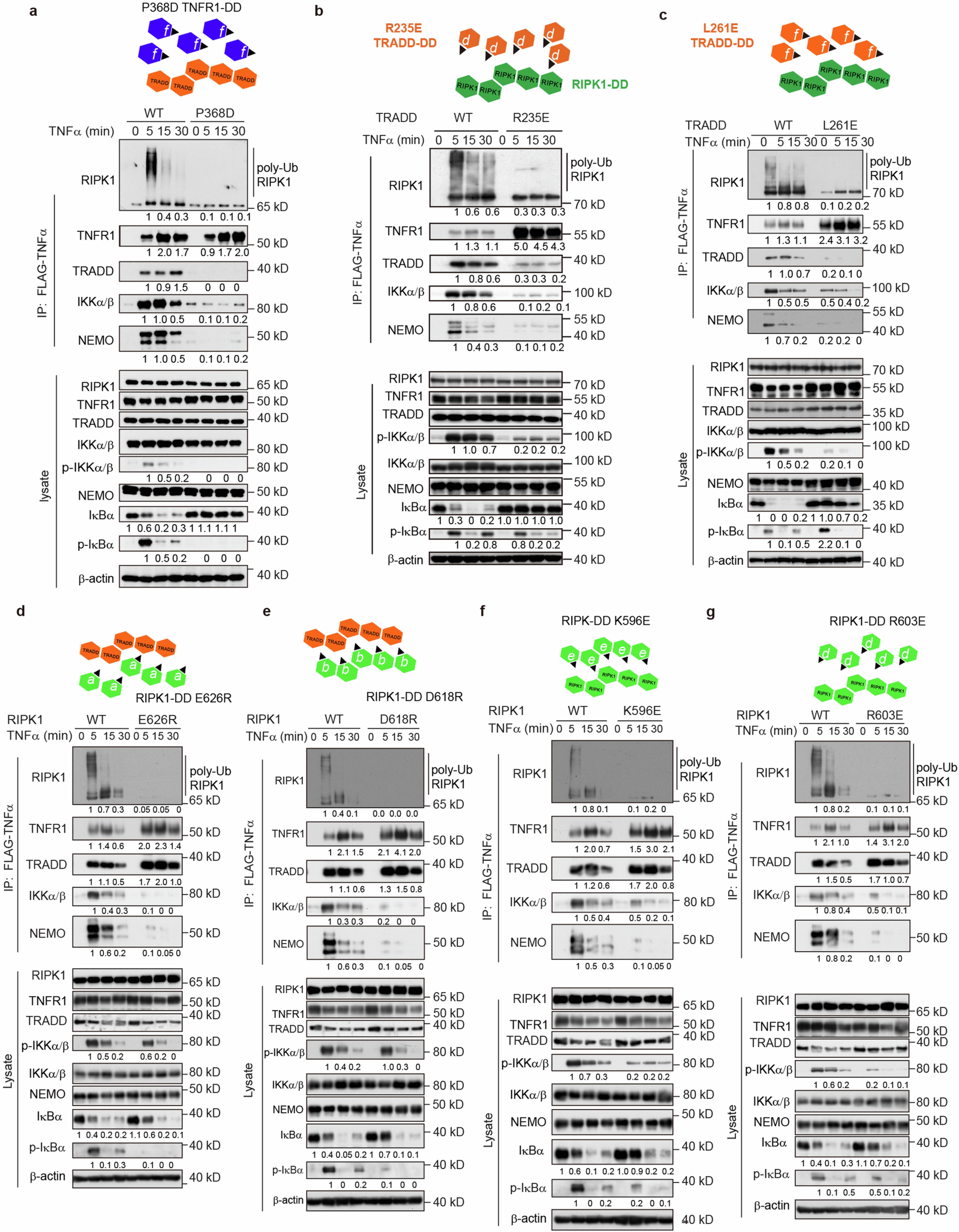 Extended Data Fig. 5: Both inter-layer and intra-layer DD association are critical for Complex I formation and signalling, part B.
