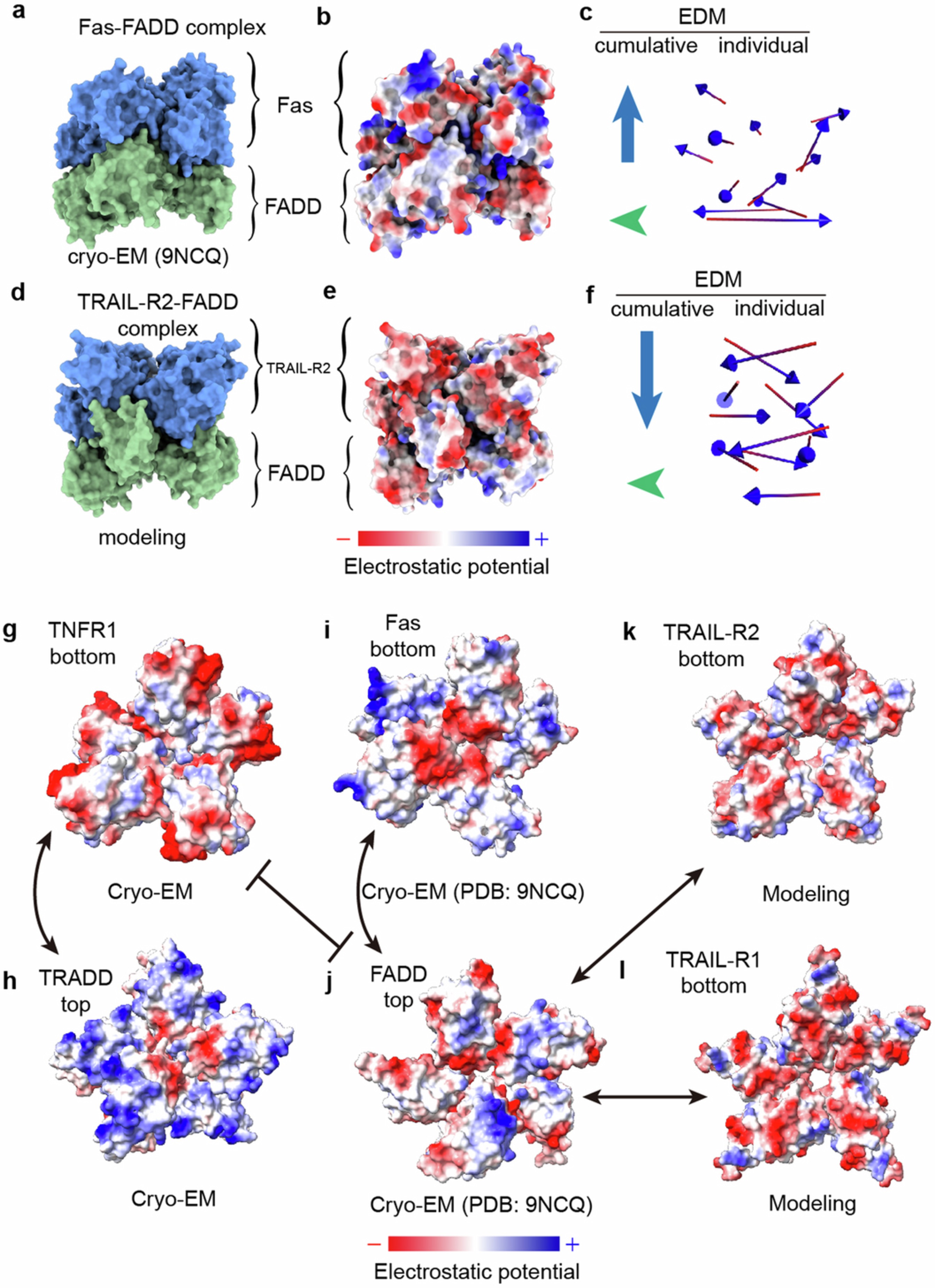 Extended Data Fig. 10: Structural analysis shows the basis for the specificity of DD adaptors for different receptors.