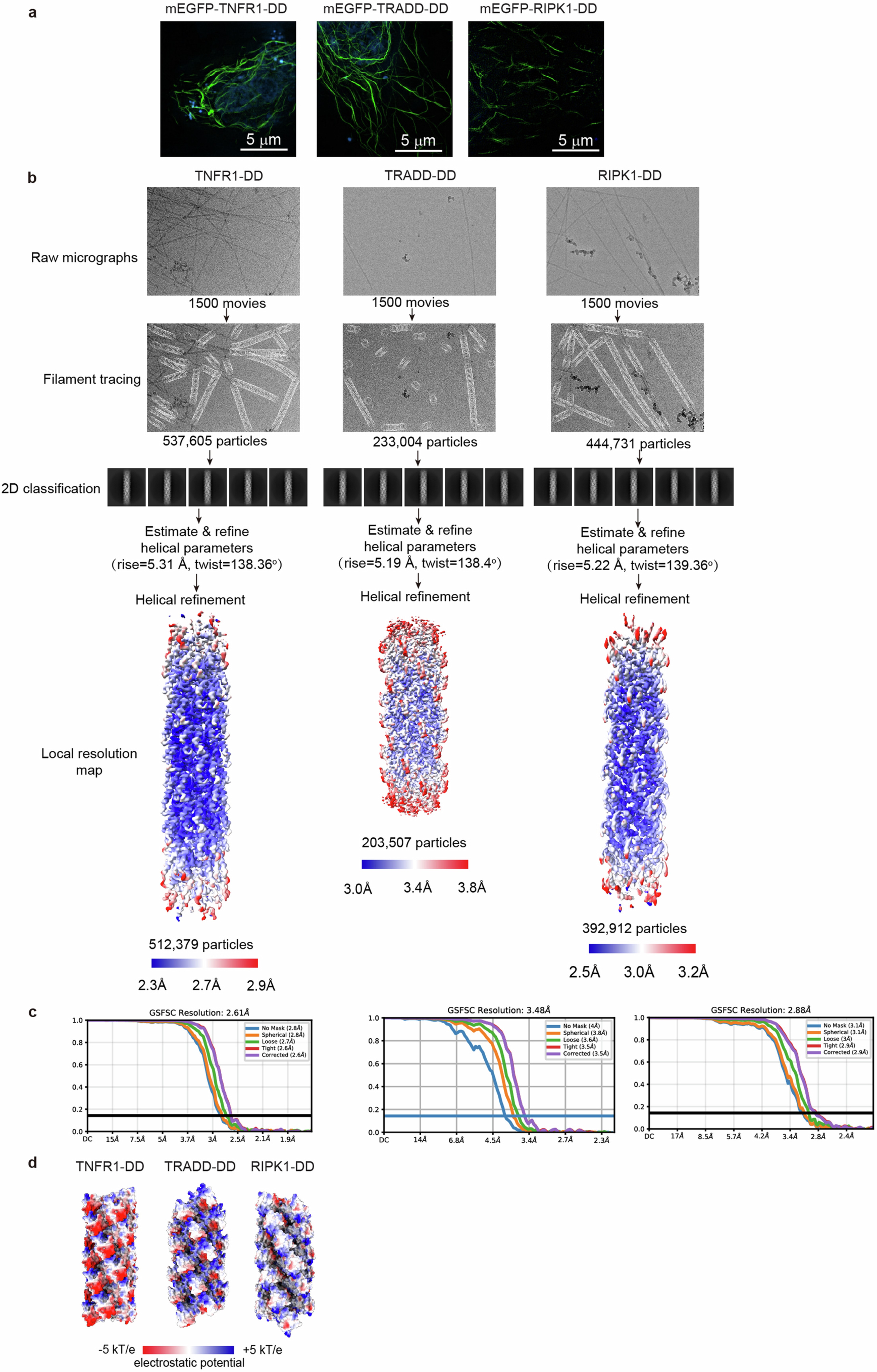 Extended Data Fig. 1: Cryo-EM structure determination of TNFR1-DD, TRADD-DD and RIPK1-DD helical filaments.