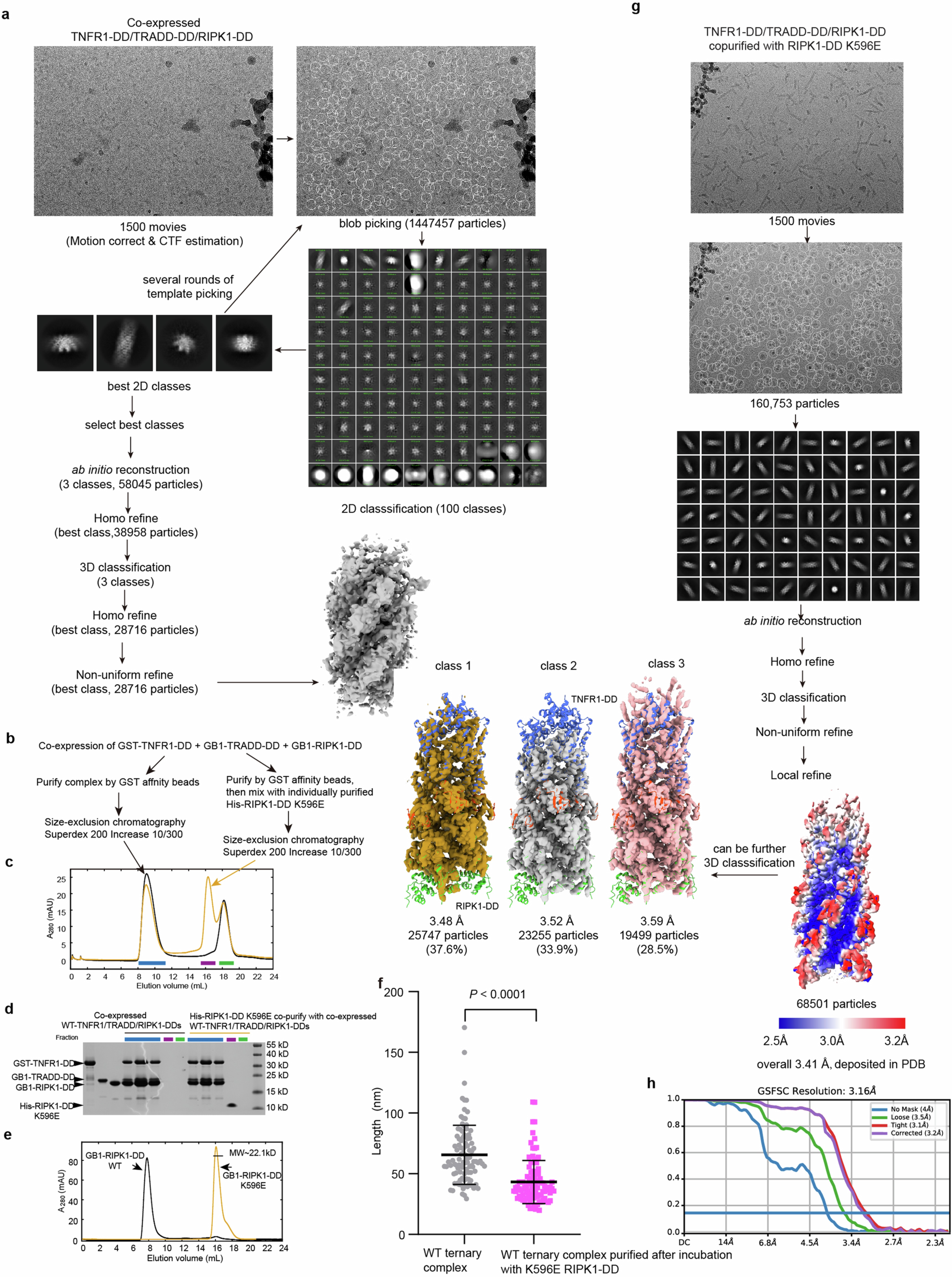 Extended Data Fig. 2: Cryo-EM structure determination of TNFR1-DD, TRADD-DD and RIPK1-DD ternary super complex.