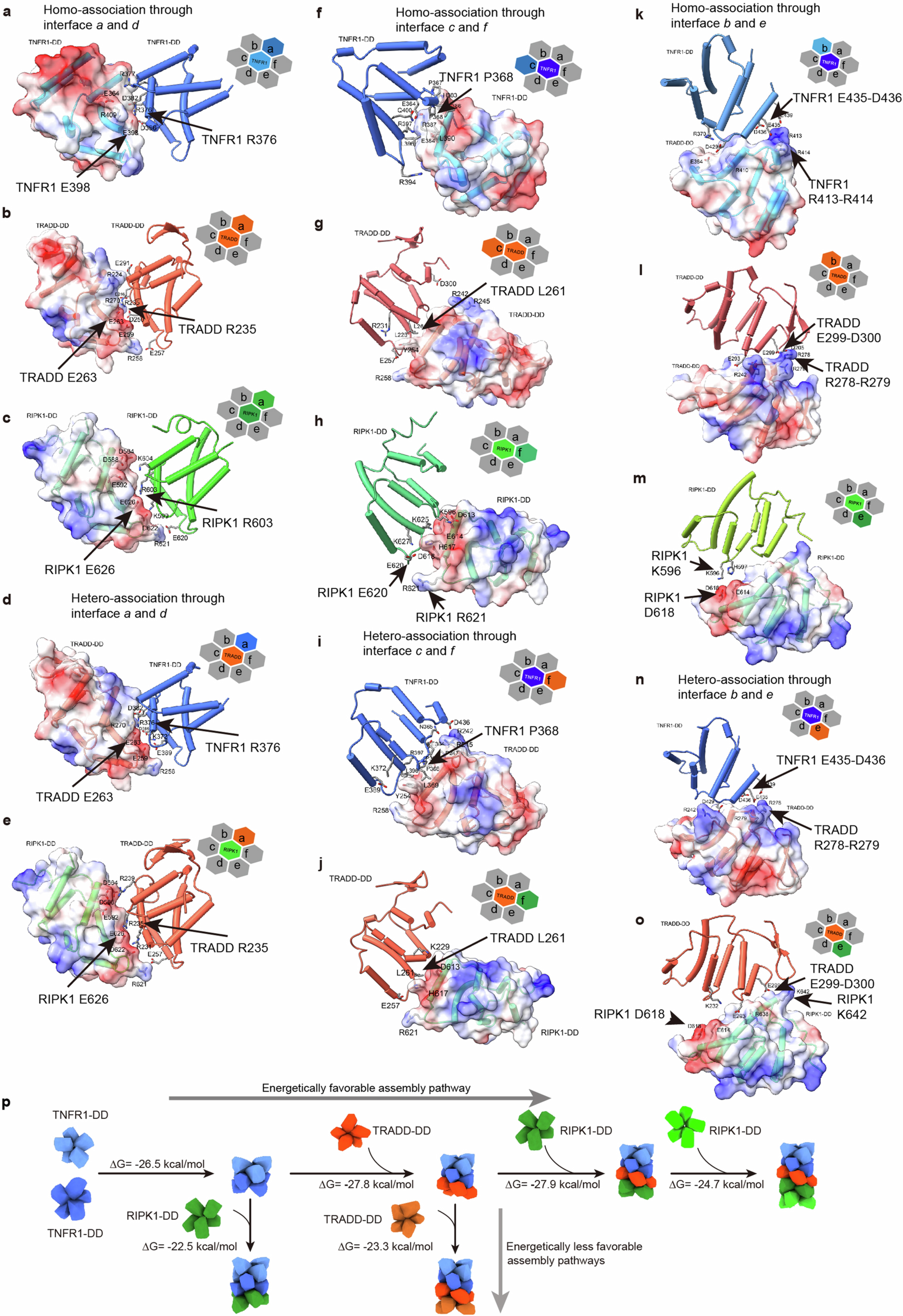 Extended Data Fig. 3: Structural basis for the unique assembly of TNFR1-DD/TRADD-DD/RIPK1-DD ternary complex.