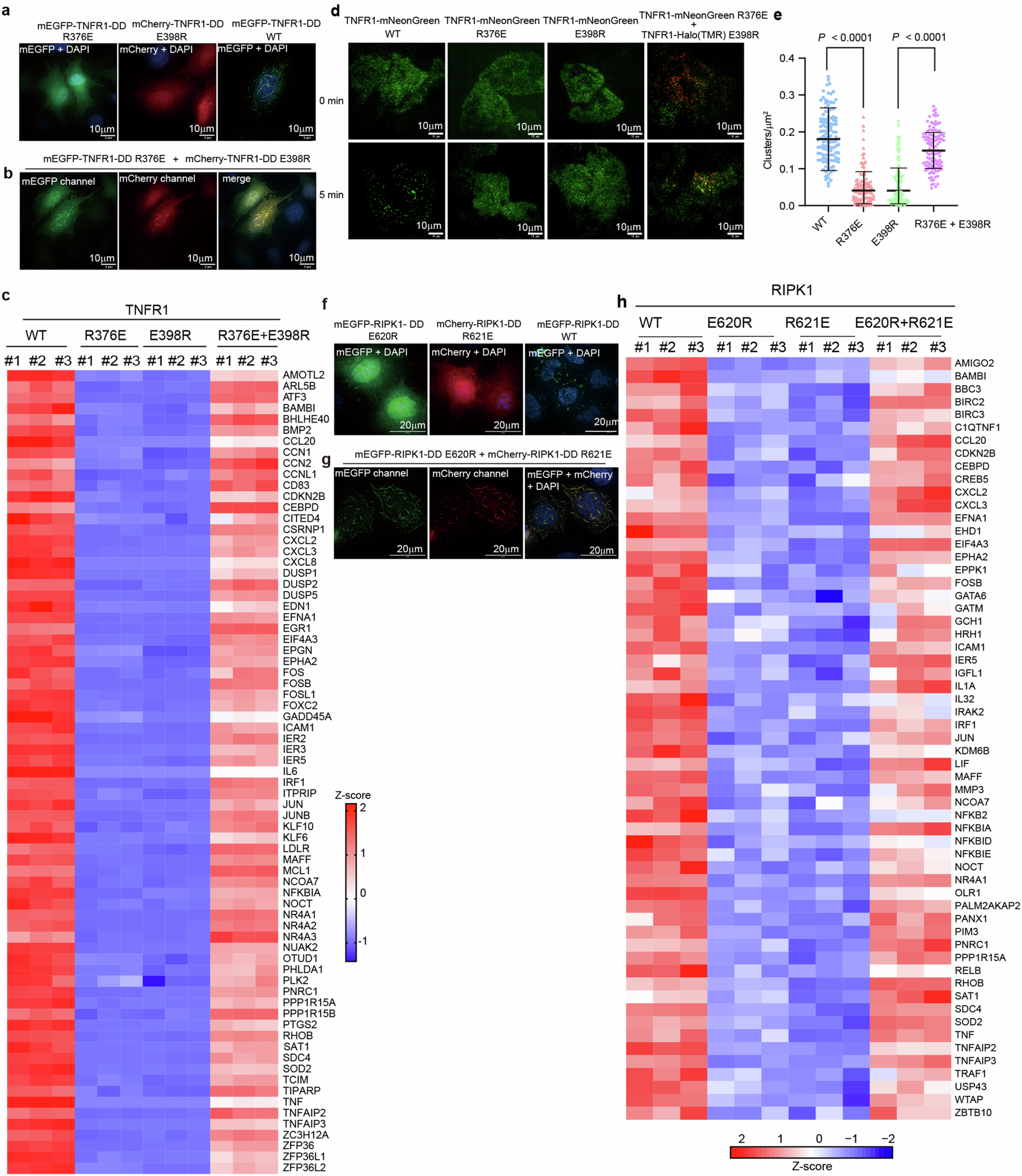 Extended Data Fig. 4: Both inter-layer and intra-layer DD association are critical for Complex I formation and signalling, part A.