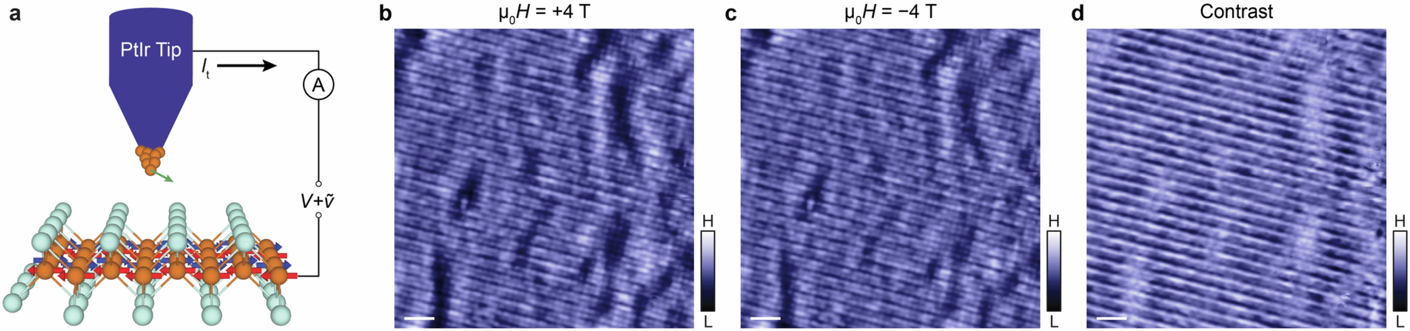 Extended Data Fig. 1: Spin-polarized STM measurements on an as-grown 40-UC FeTe film under opposite magnetic fields.