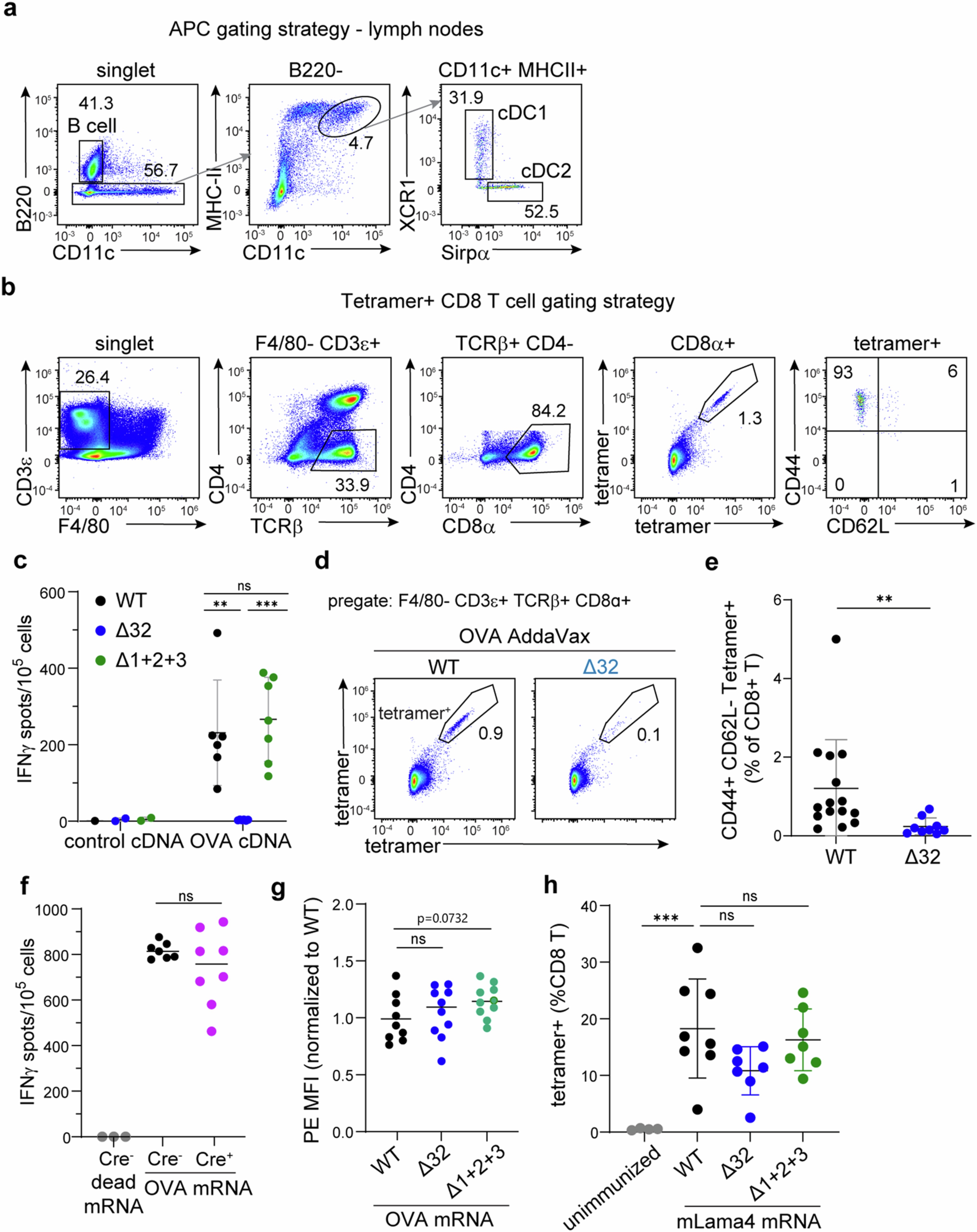 Extended Data Fig. 4: Both cDC1 and cDC2 prime CD8 T cells after mRNA vaccination.