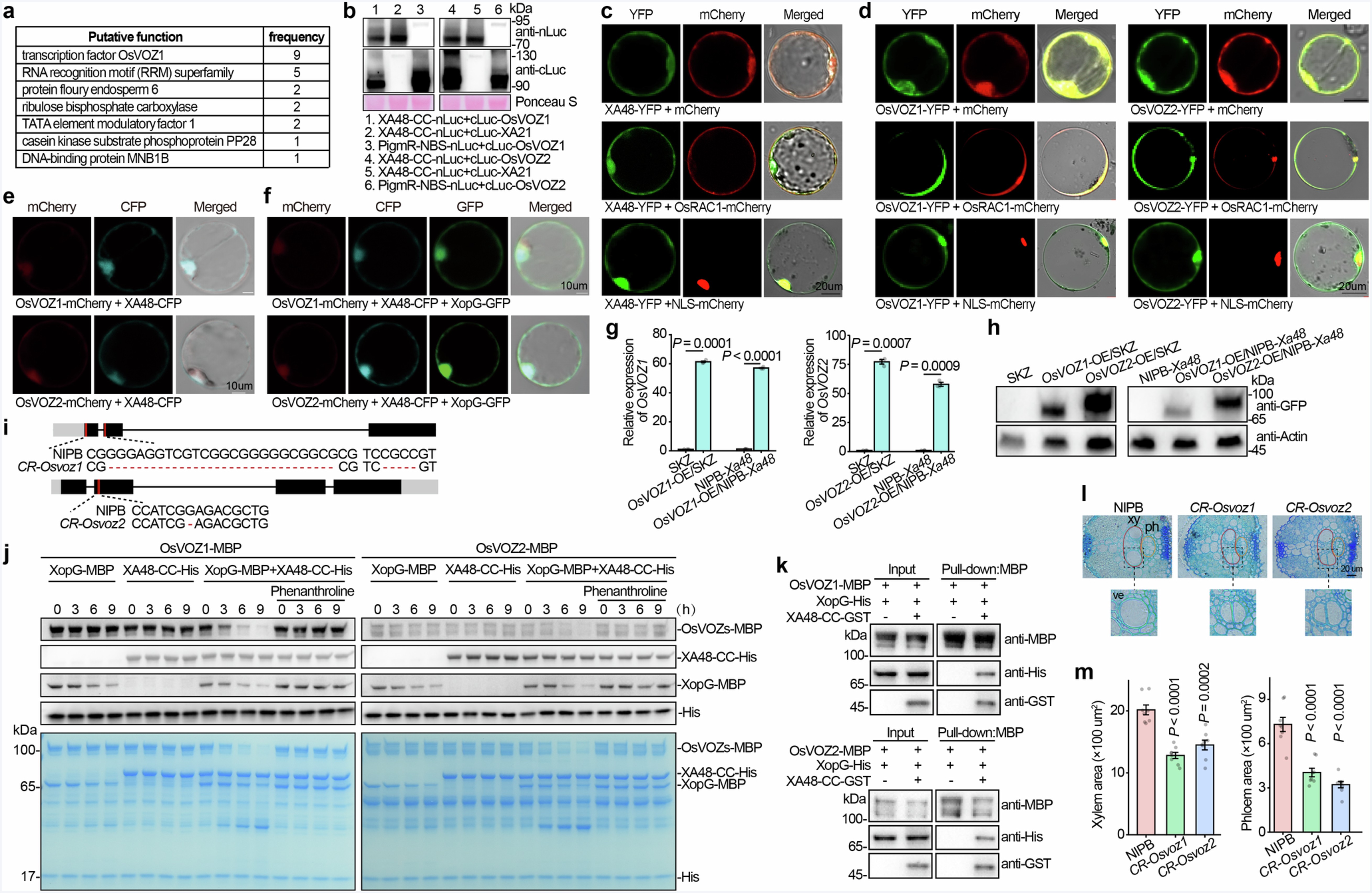 Extended Data Fig. 6: Identification of XA48-OsVOZ1/2 interaction.