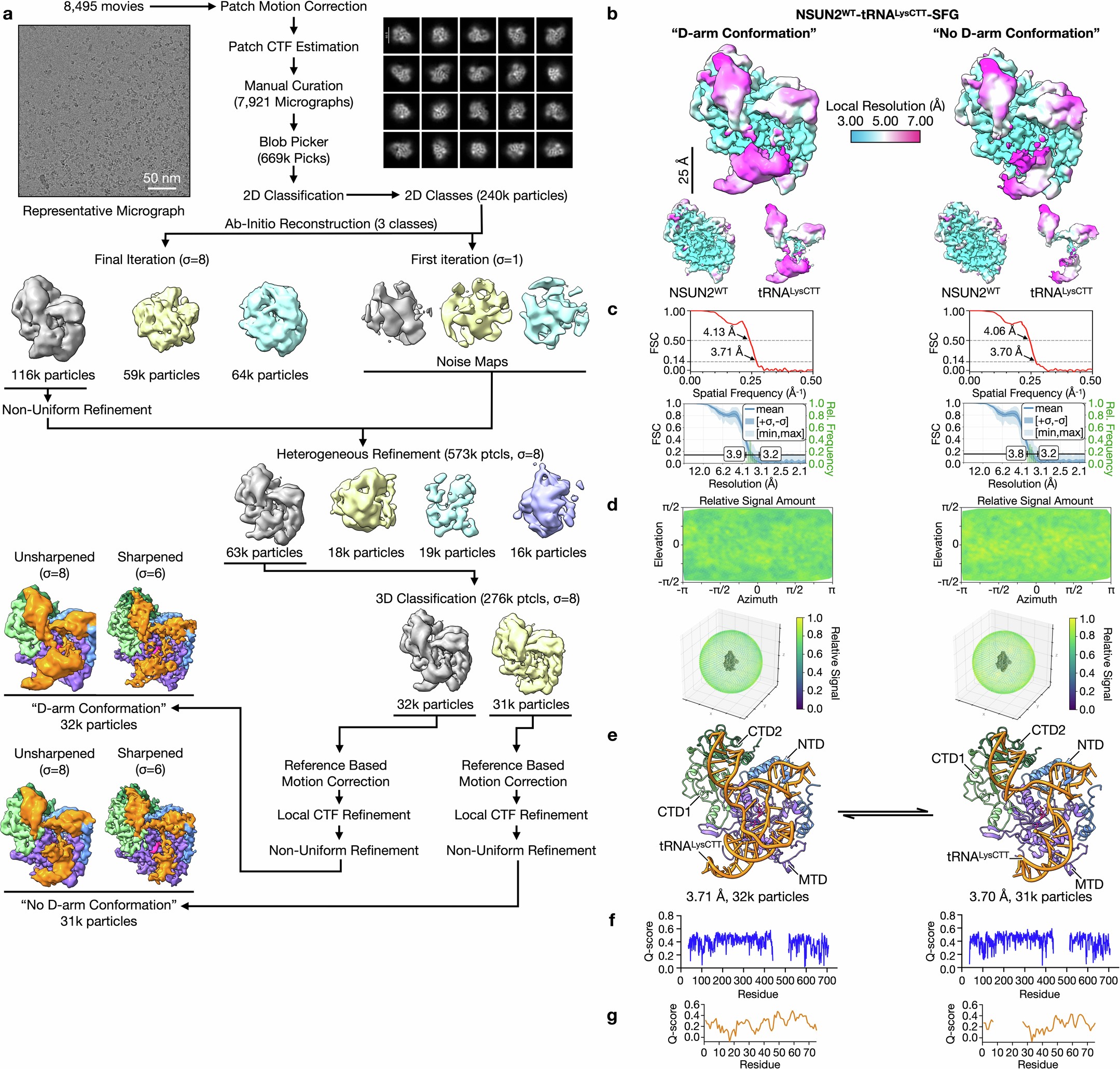 Extended Data Fig. 4: Cryo-EM processing of NSUN2WT-tRNALysCTT-SFG structures.