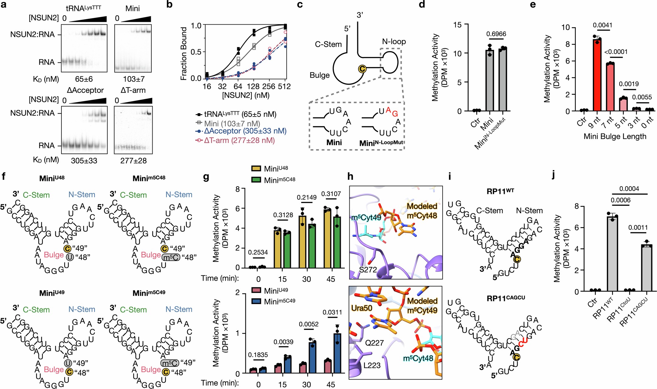 Extended Data Fig. 7: NSUN2 requires two RNA stems for methylation and binding.