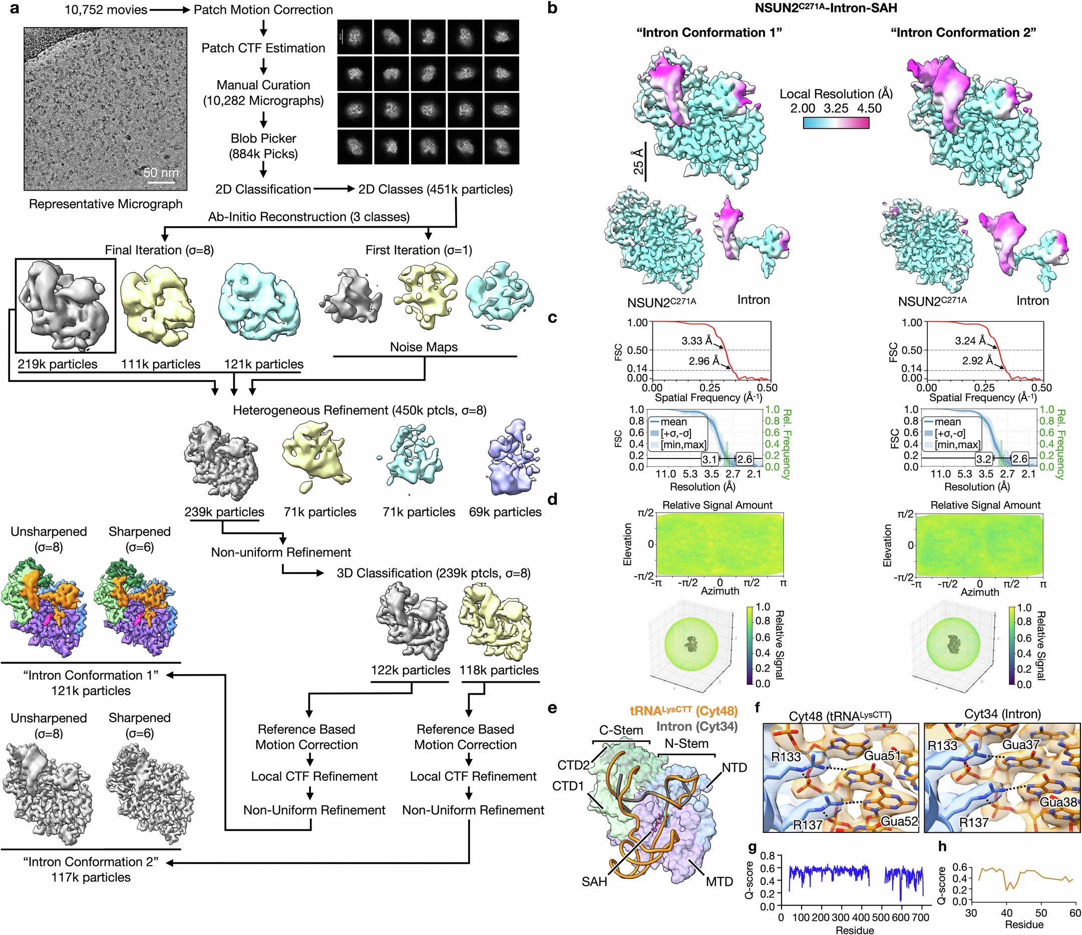 Extended Data Fig. 8: Cryo-EM processing of NSUN2C271A-Intron-SAH structure.