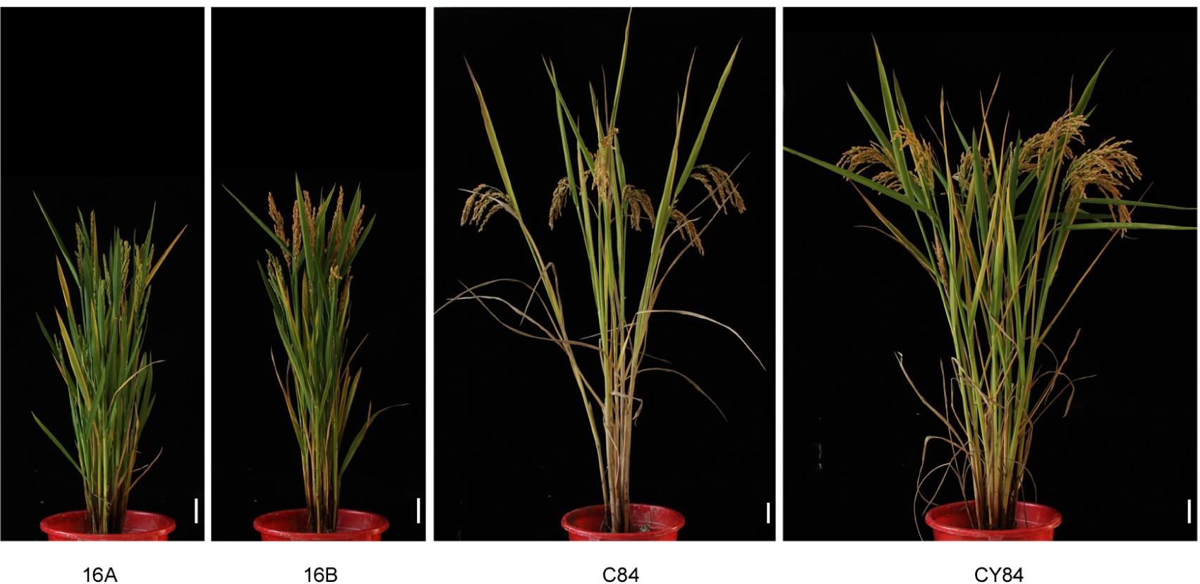 Supplementary Figure 1