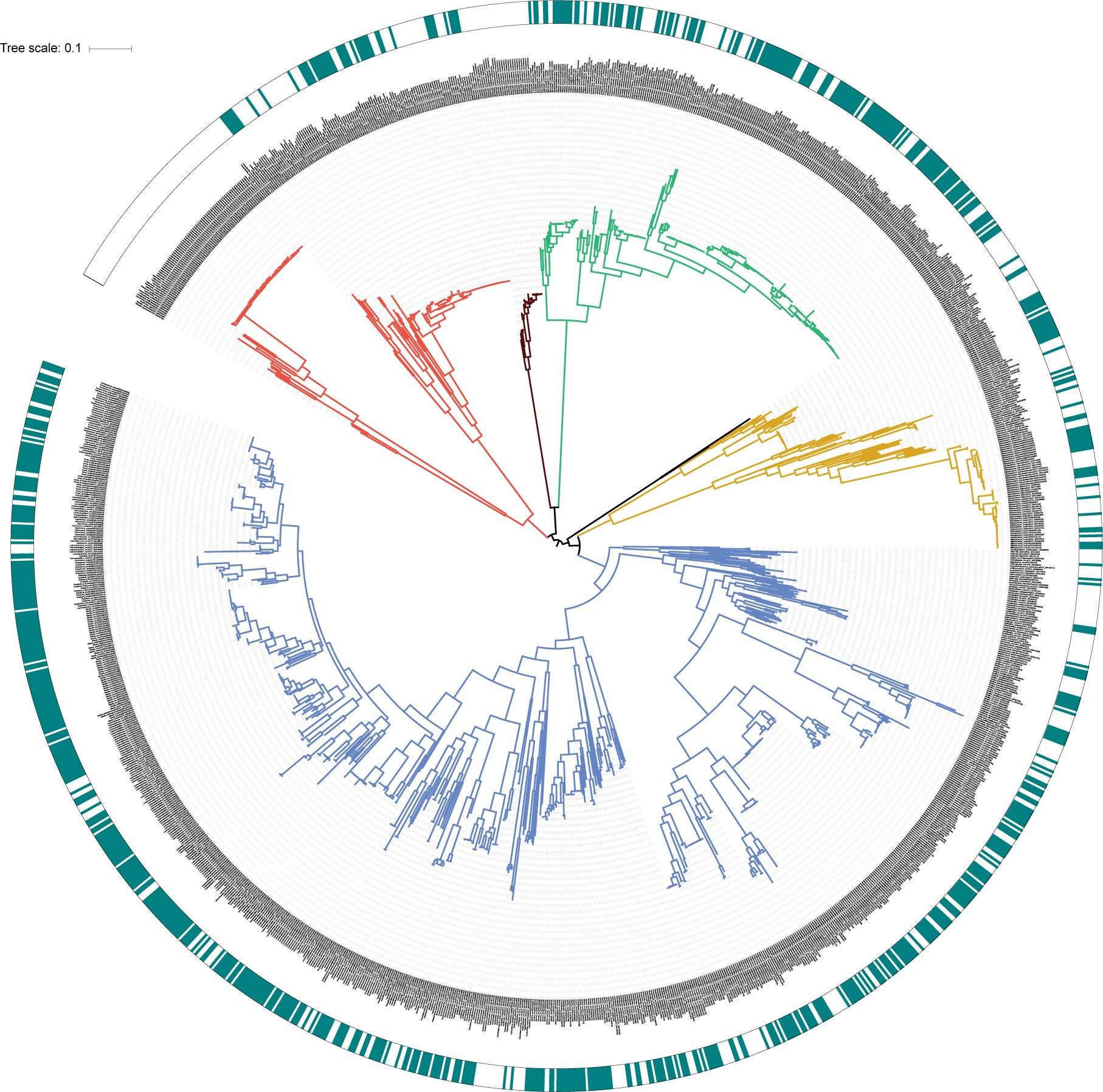 Supplementary Figure 1: Counts of species and genome sequences within the HGG.