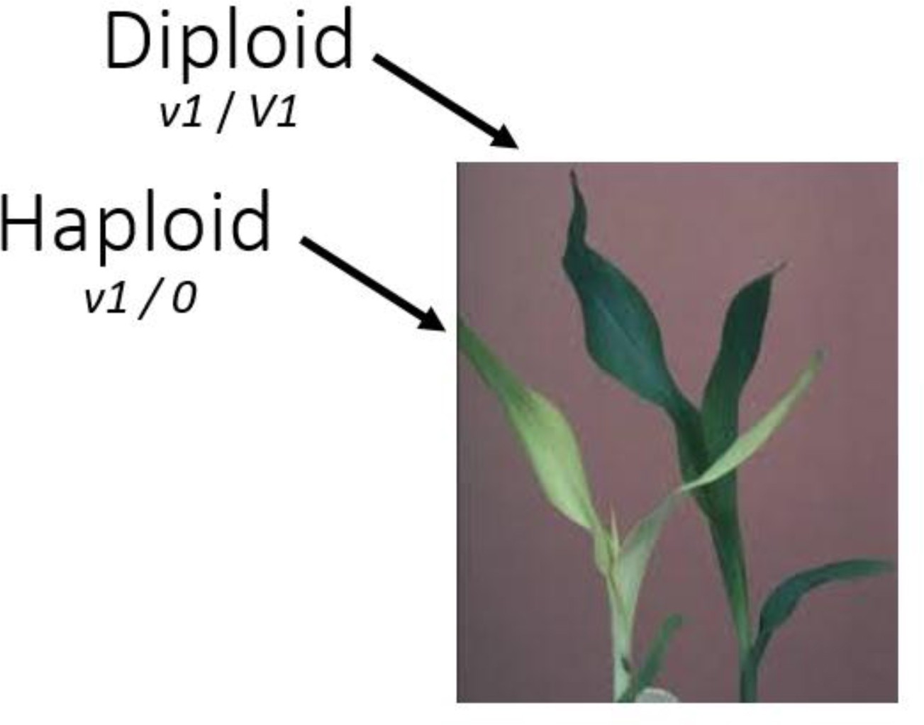 Supplementary Figure 1: The v1 recessive pale leaf phenotype is used to identify haploids.