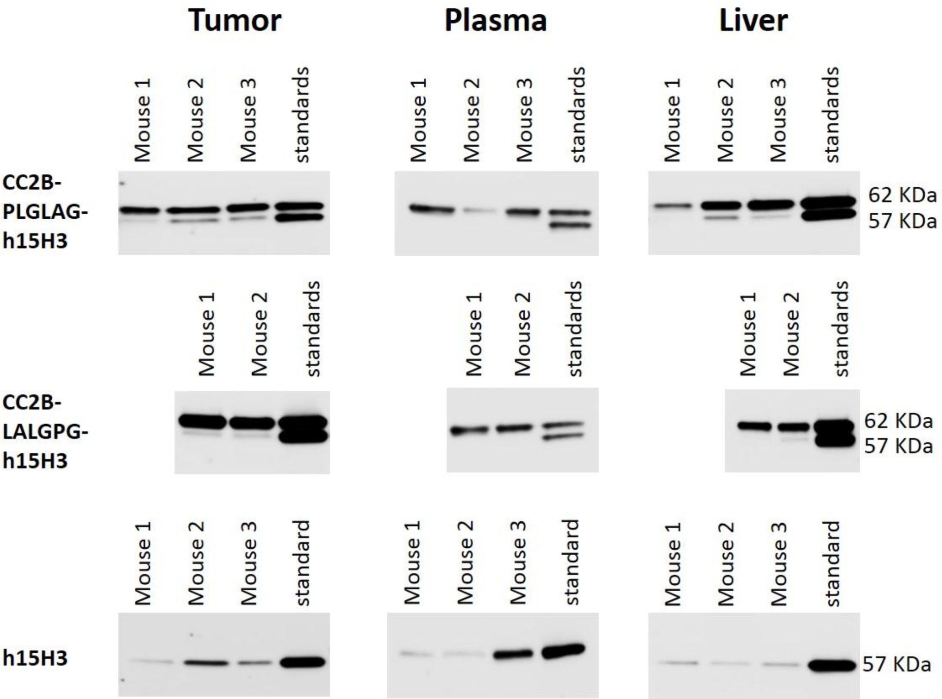 Supplementary Figure 11