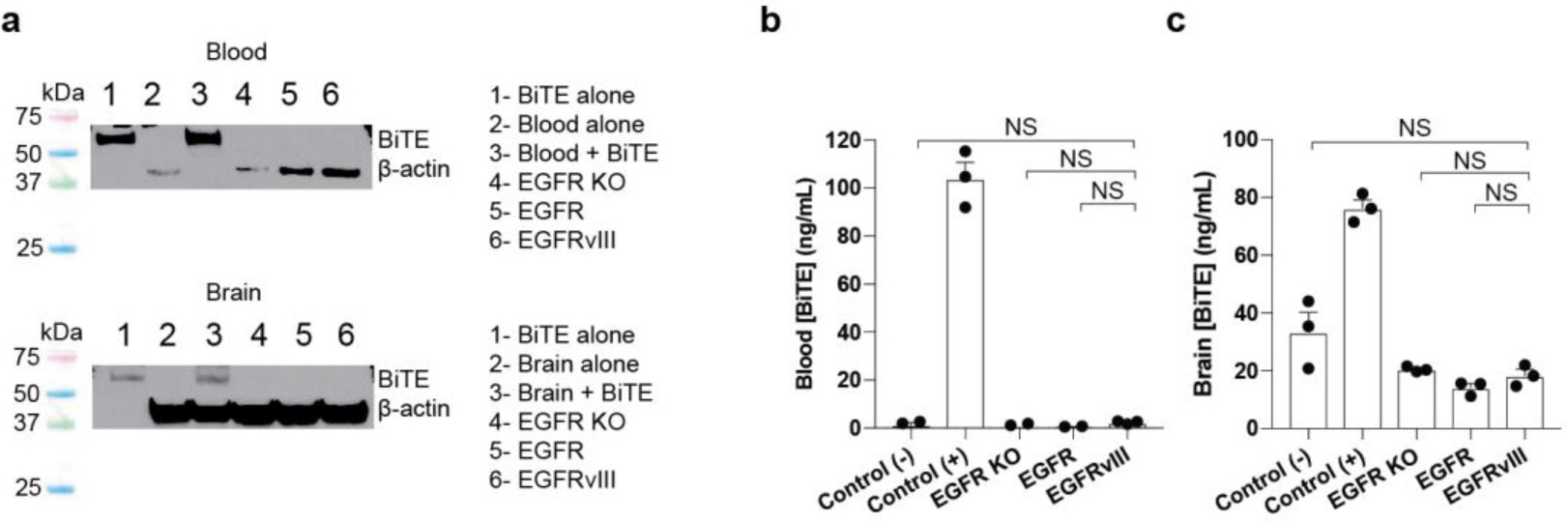 Supplementary Figure 8: BiTE quantification from in vivo specimens.