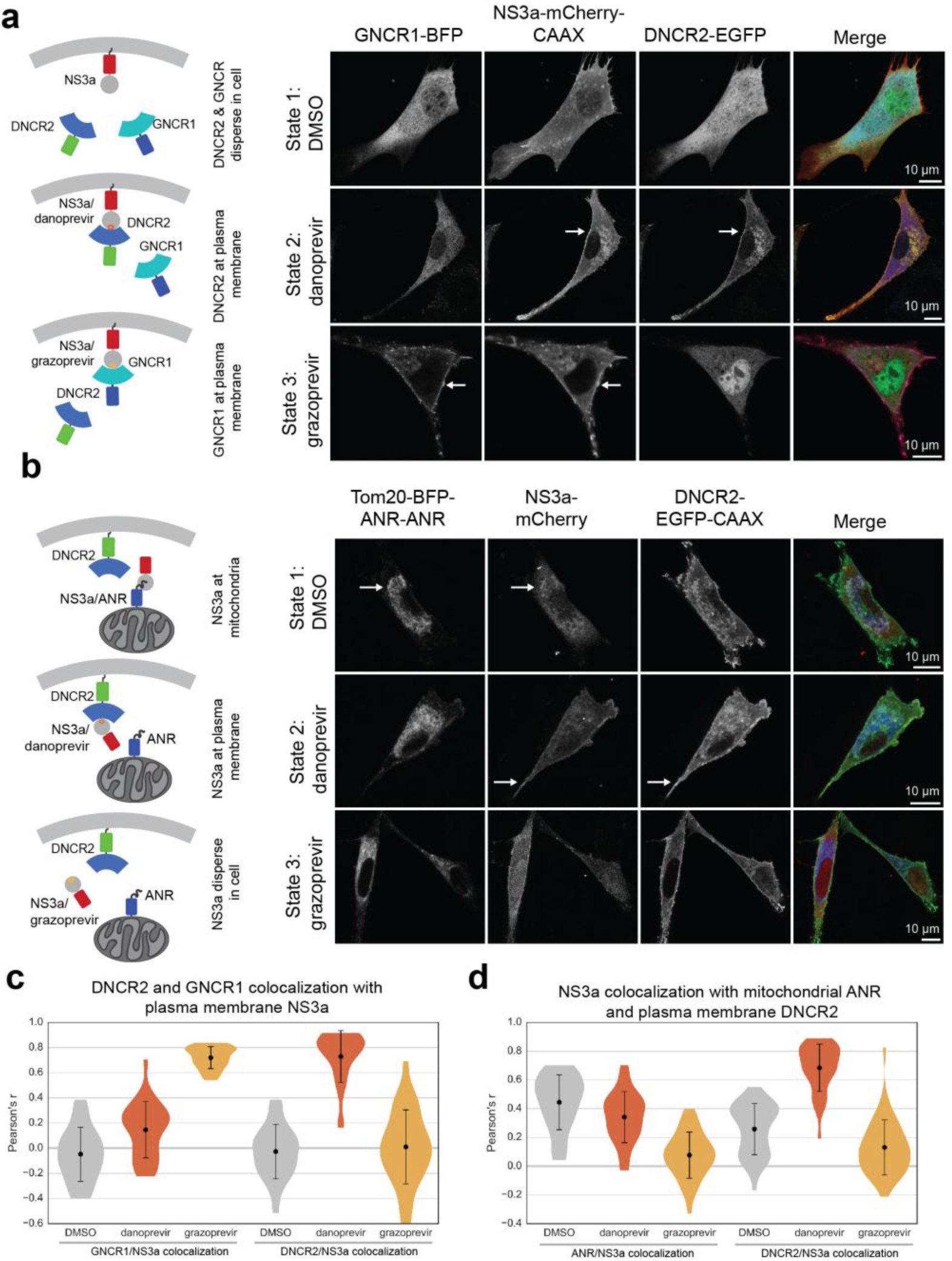 Supplementary Figure 7: Additional PROCISiR combinations for two-location control of NS3.