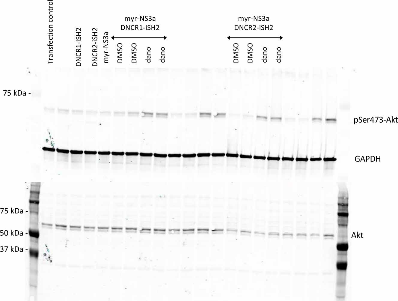 Supplementary Figure 15: Full western blots for Supplementary Figure. 4b.