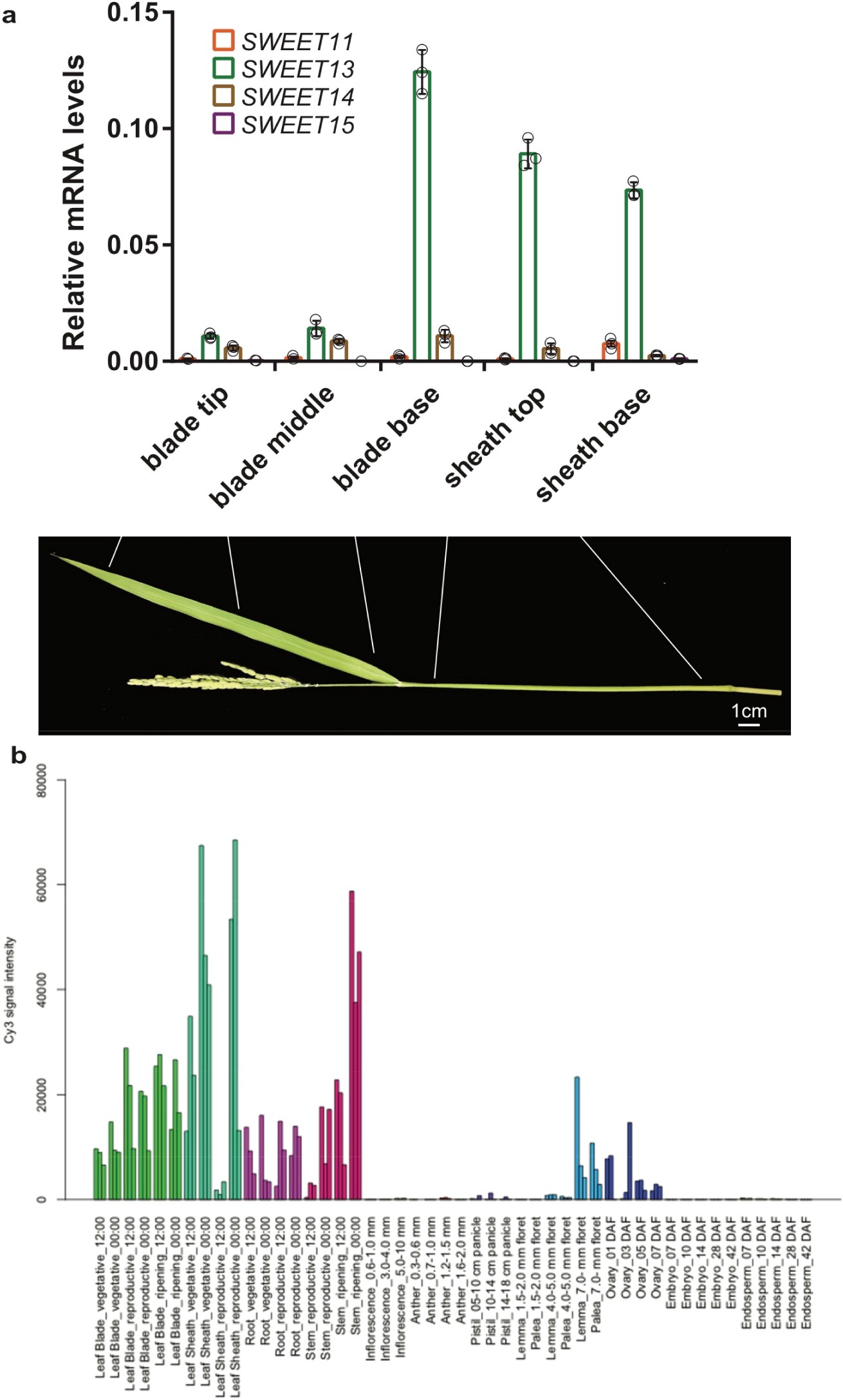Supplementary Figure 4