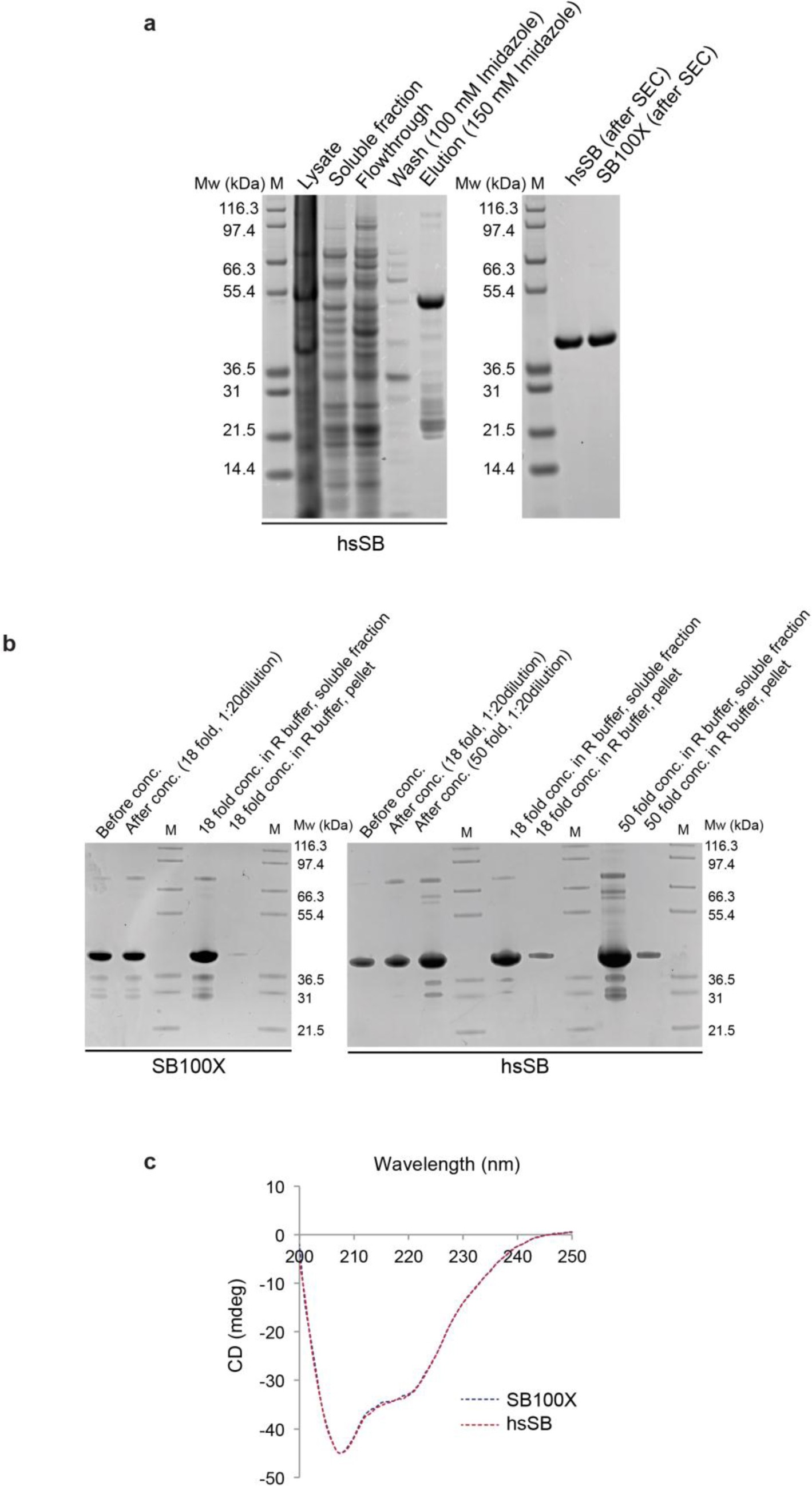 Supplementary Figure 1: Biochemical characterization of the hsSB transposase.