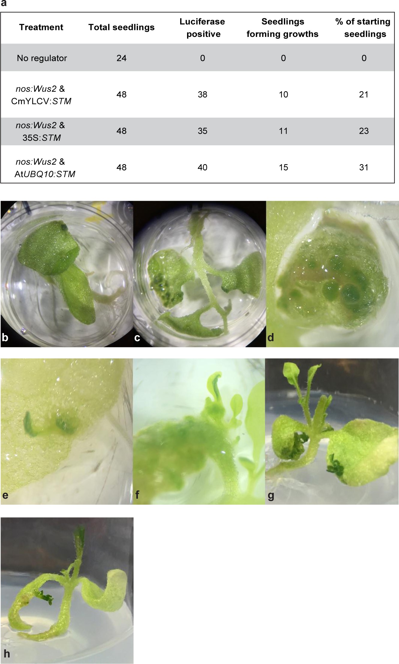 Supplementary Figure 1: Generating de novo meristems on seedlings.