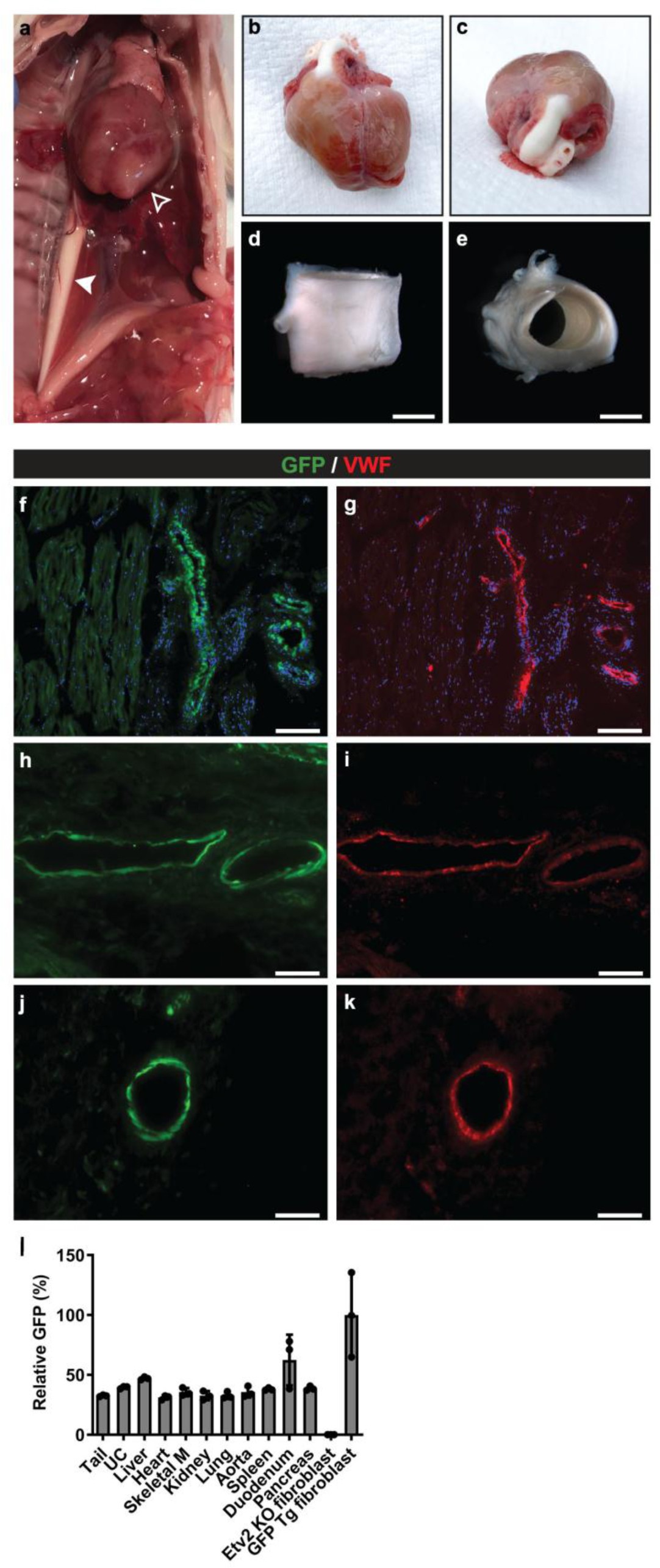 Supplementary Figure 8