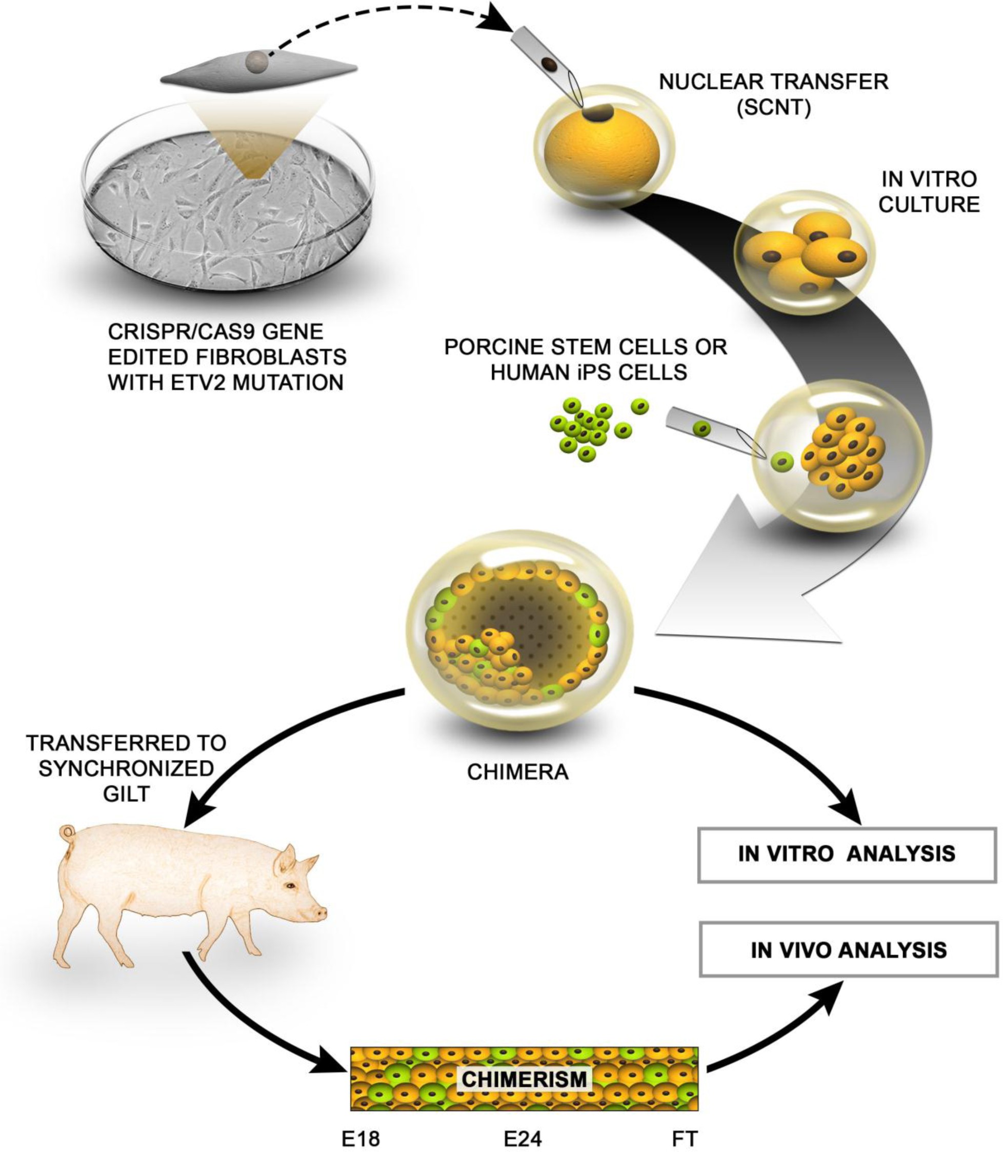 Supplementary Figure 3