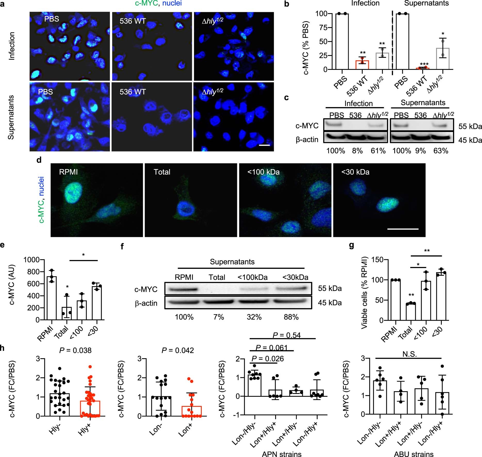 Extended Data Fig. 4: Role of hly I and hly II for MYC inhibition.
