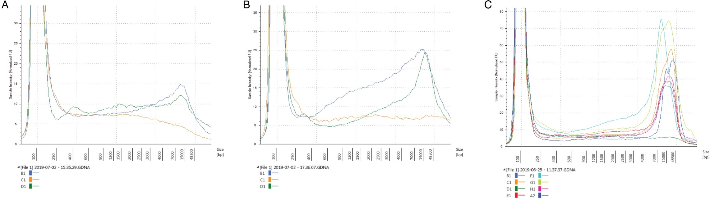 Supplementary Figure 8: TapeStation quantification of DNA fragments obtained from healthy adult samples.