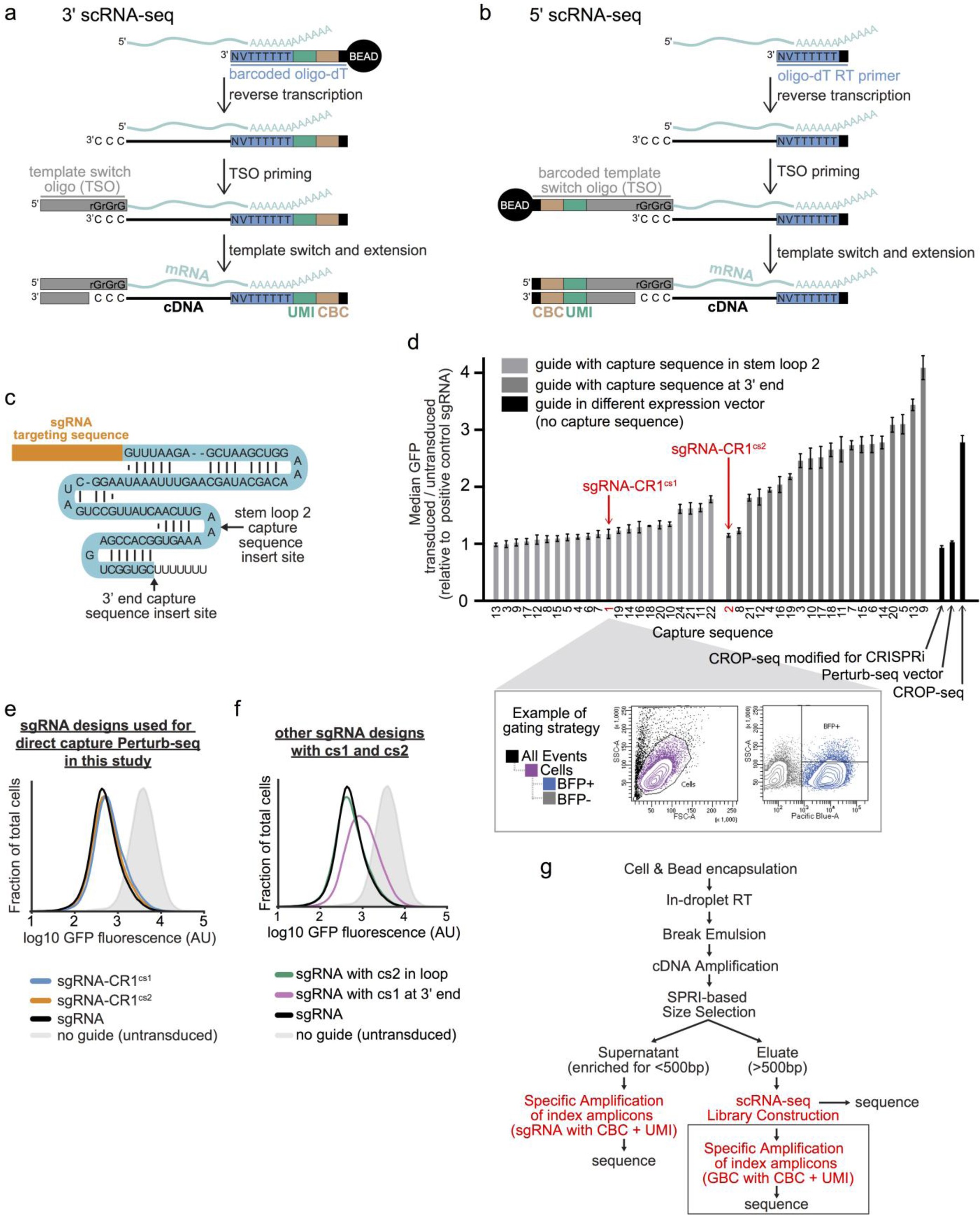 Supplementary Figure 1: Optimization of modified of guide constant regions to enable 3’ direct capture Perturb-seq.