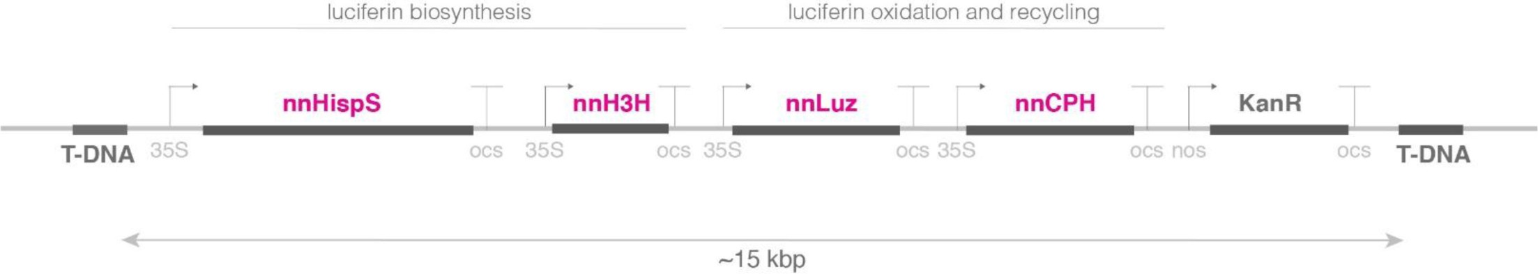 Supplementary Figure 2.