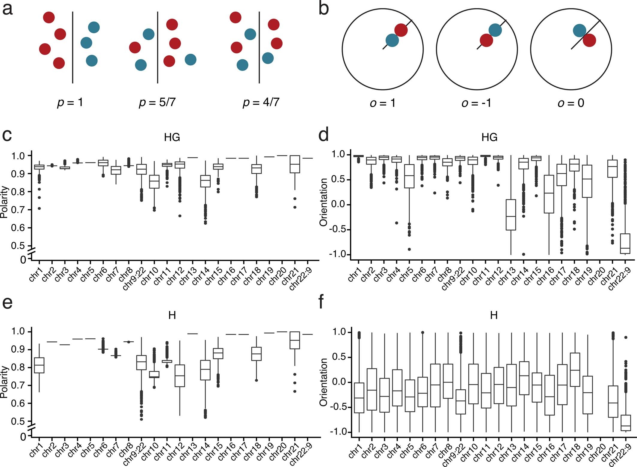Extended Data Fig. 9: Polarity and orientation of A1 and B3 subcompartments in 100 kb-resolution chromflock structures.
