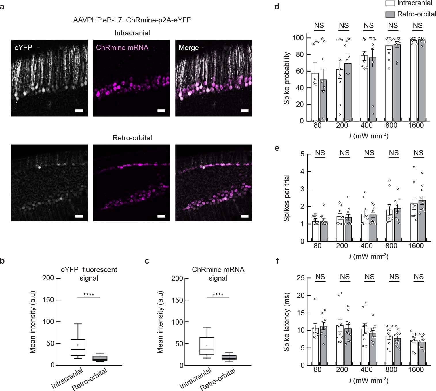 Extended Data Fig. 8: Comparison of expression level and photoactivity of ChRmine-expressing neurons targeted by intracranial or retro-orbital delivery.