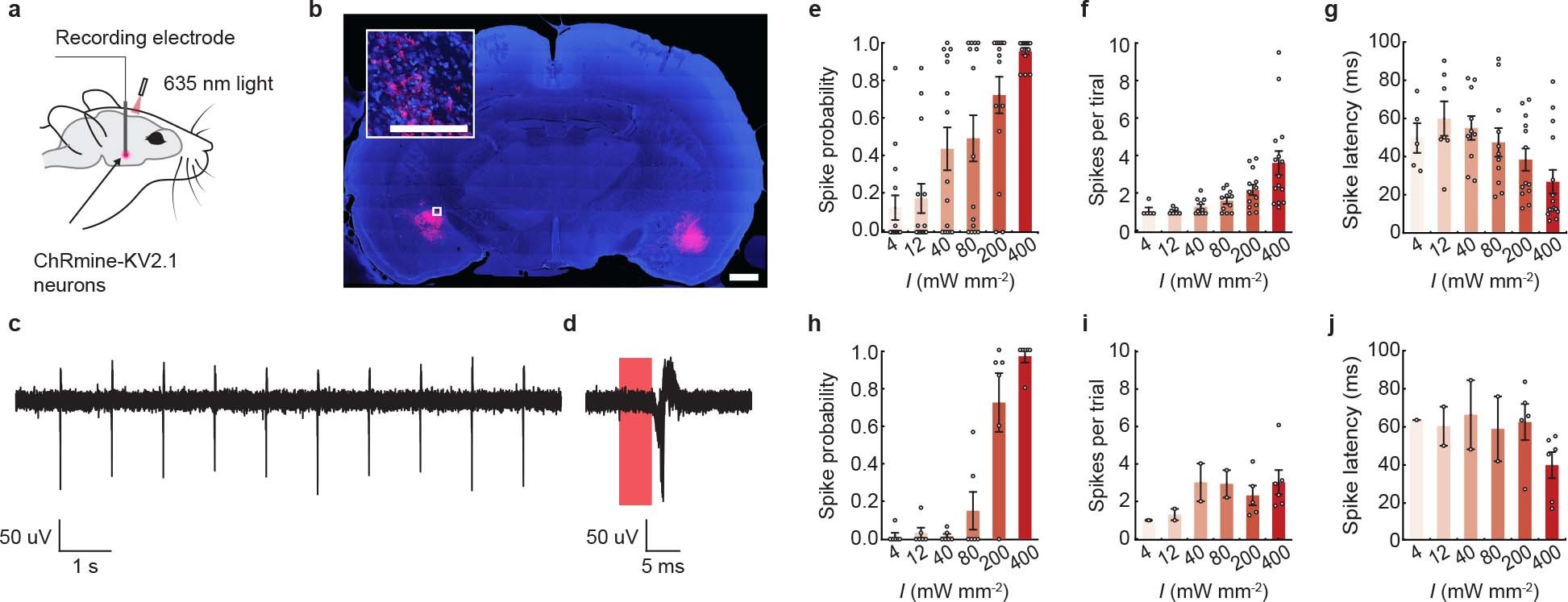 Extended Data Fig. 2: ChRmine photoactivatable up to 7 mm from the skull.