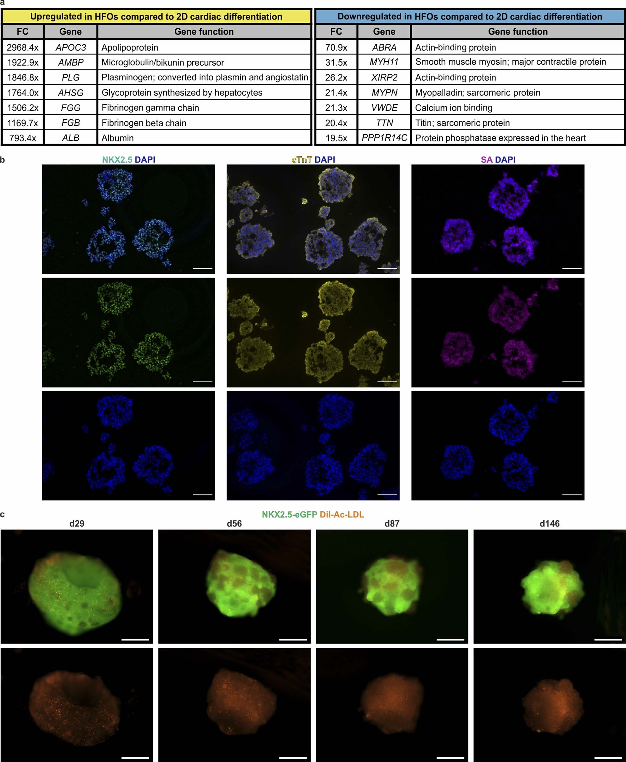 Extended Data Fig. 5: Comparison to conventional cardiac differentiation and long-term culture of HFOs.
