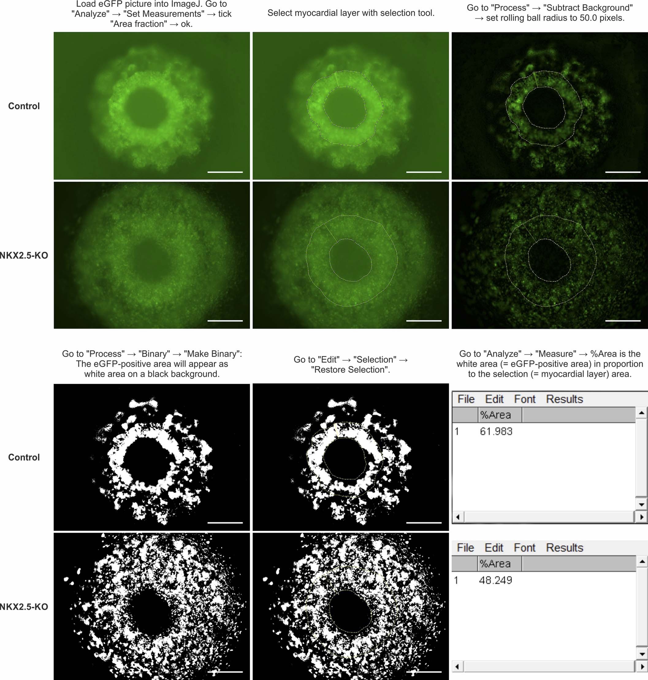 Extended Data Fig. 7: Defining the myocardial layer compactness of control versus NKX2.5-KO HFOs.