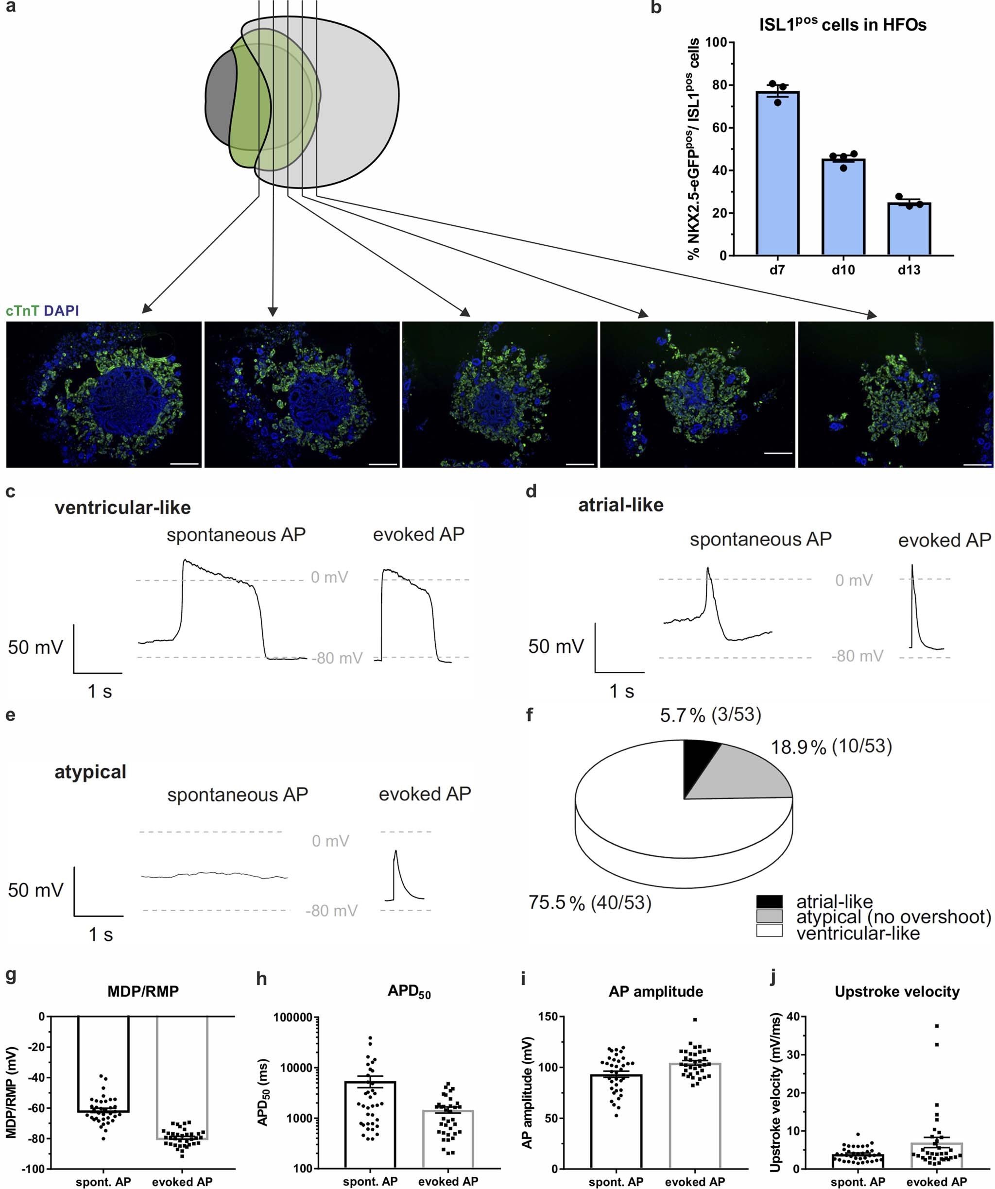 Extended Data Fig. 2: HFOs recapitulate patterns of early cardiomyogenesis.