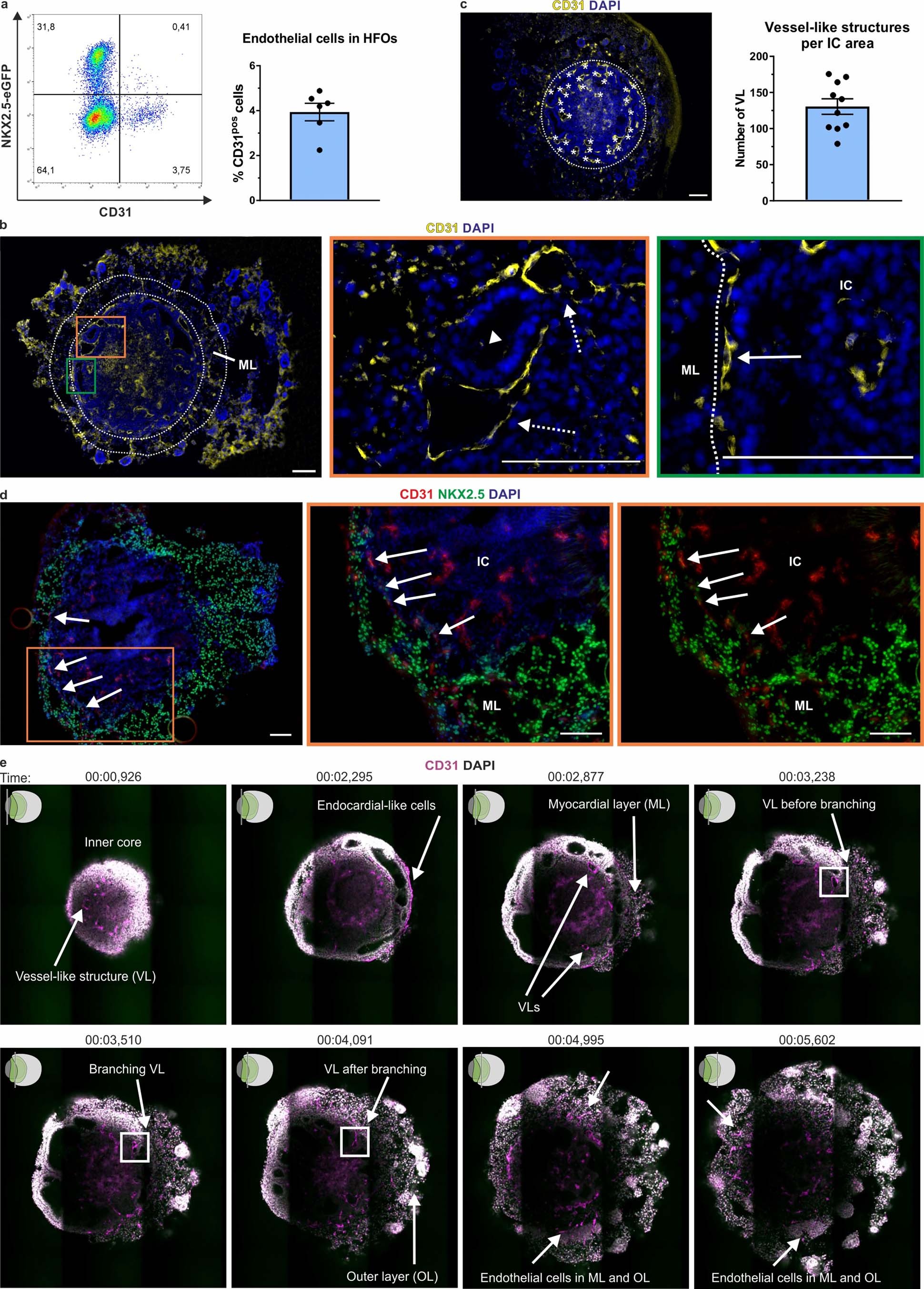 Extended Data Fig. 3: Formation of vessel-like structures and endocardial-like cells in HFOs.