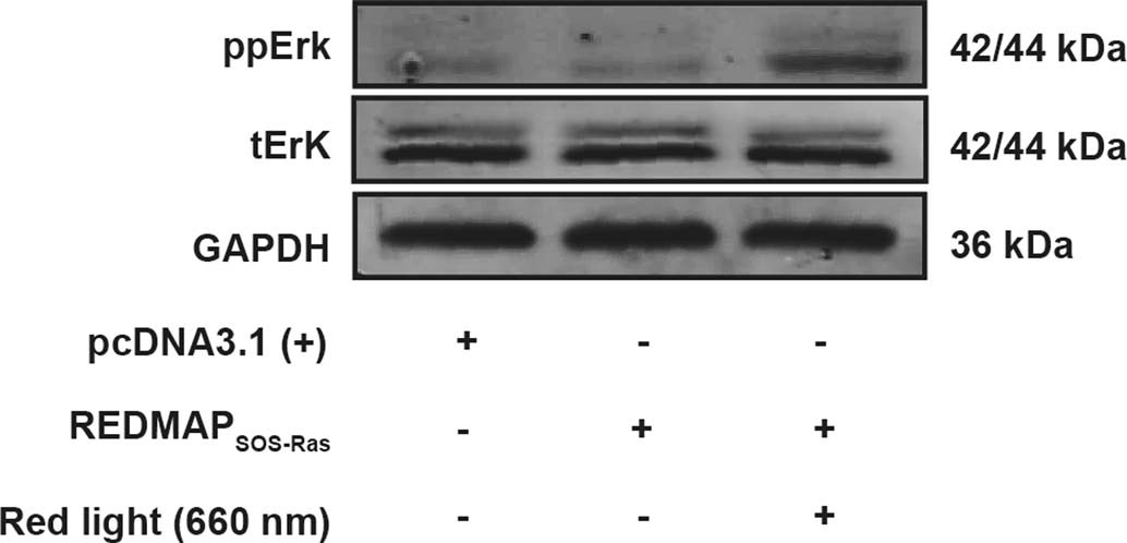 Extended Data Fig. 5