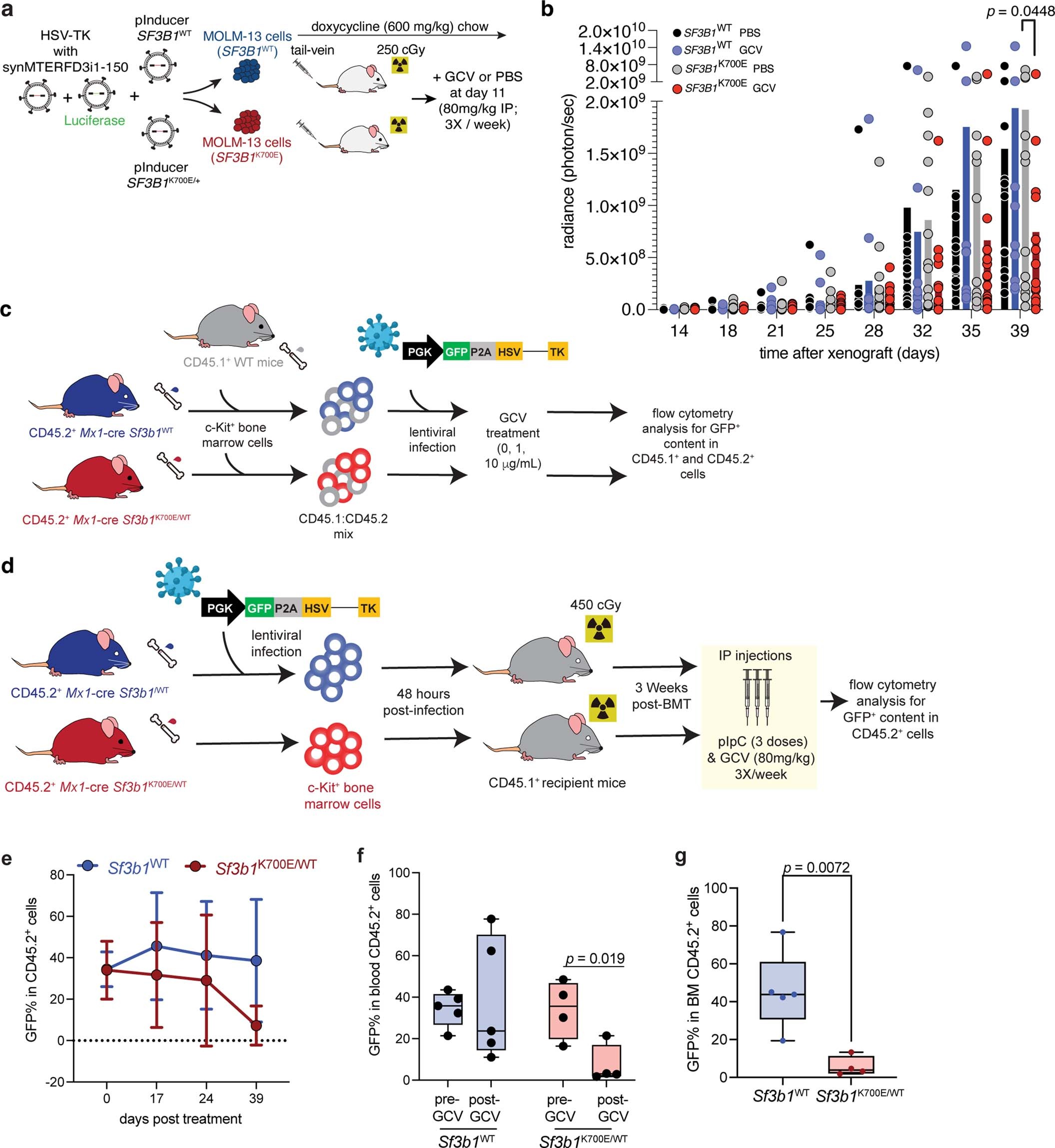 Extended Data Fig. 5: Synthetic introns enable mutation-dependent targeting of Sf3b1-mutant hematopoietic cells in vivo.