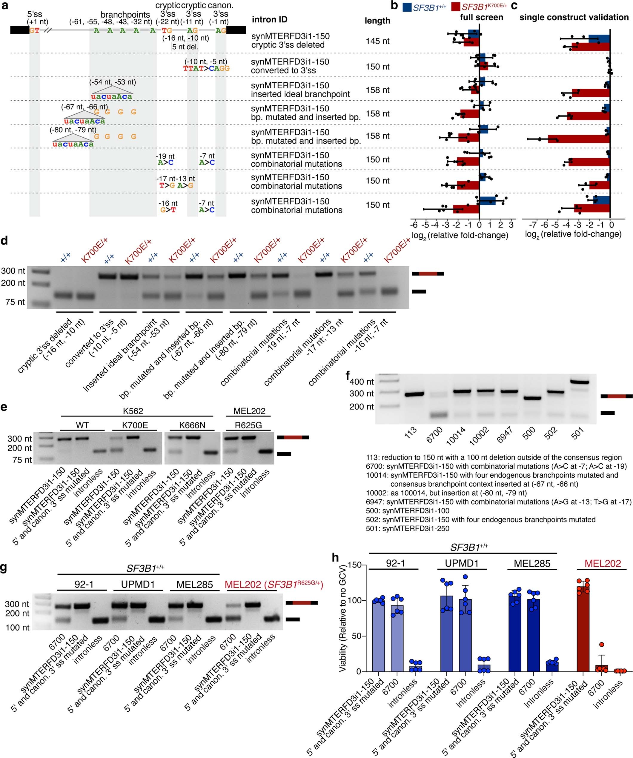 Extended Data Fig. 4: Branchpoint manipulation and combinatorial 3’ss mutations enhance SF3B1 mutation-dependent splicing.