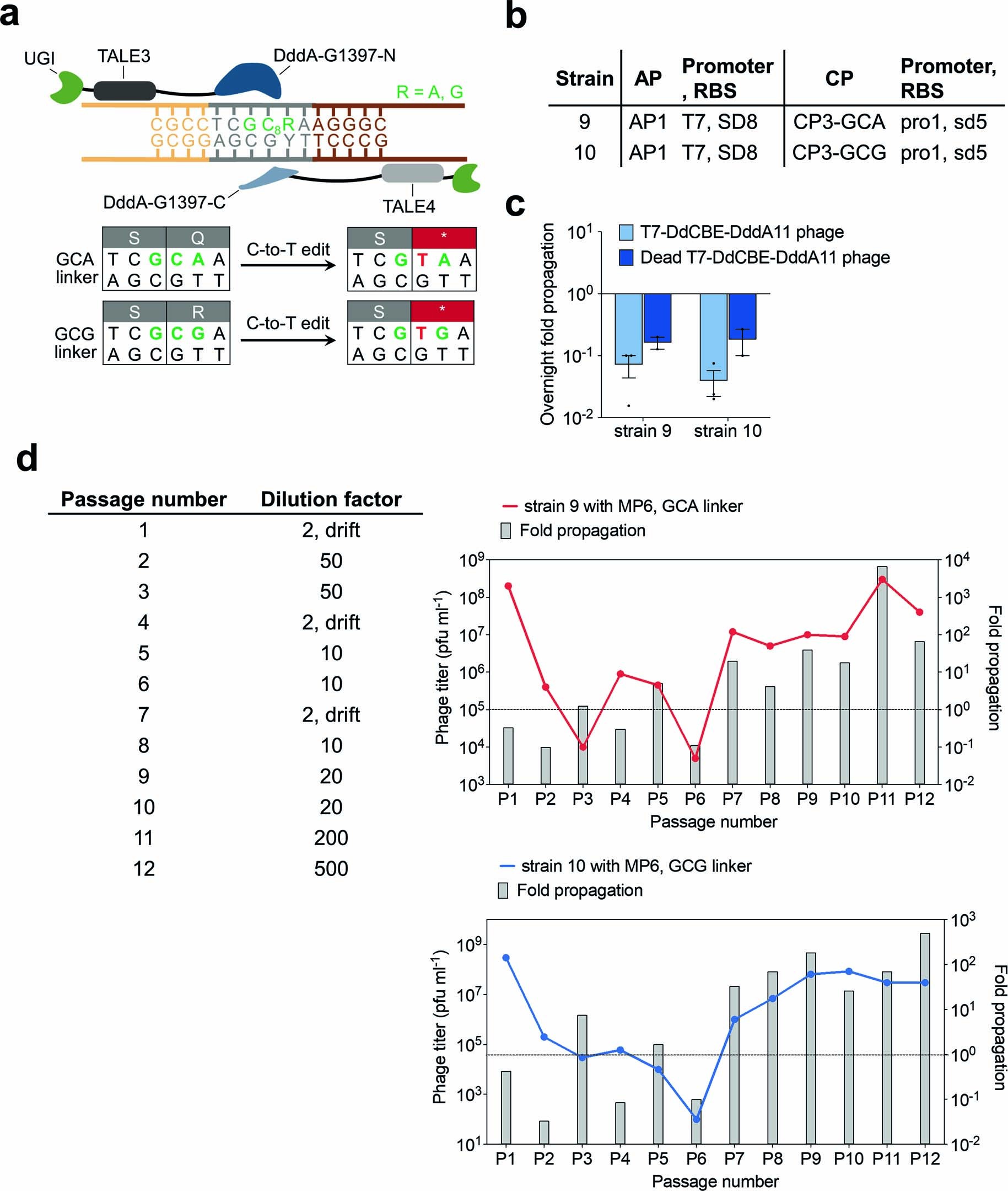 Extended Data Fig. 7: Evolution of T7-DdCBE-DddA11 using PANCE for improved GC activity.