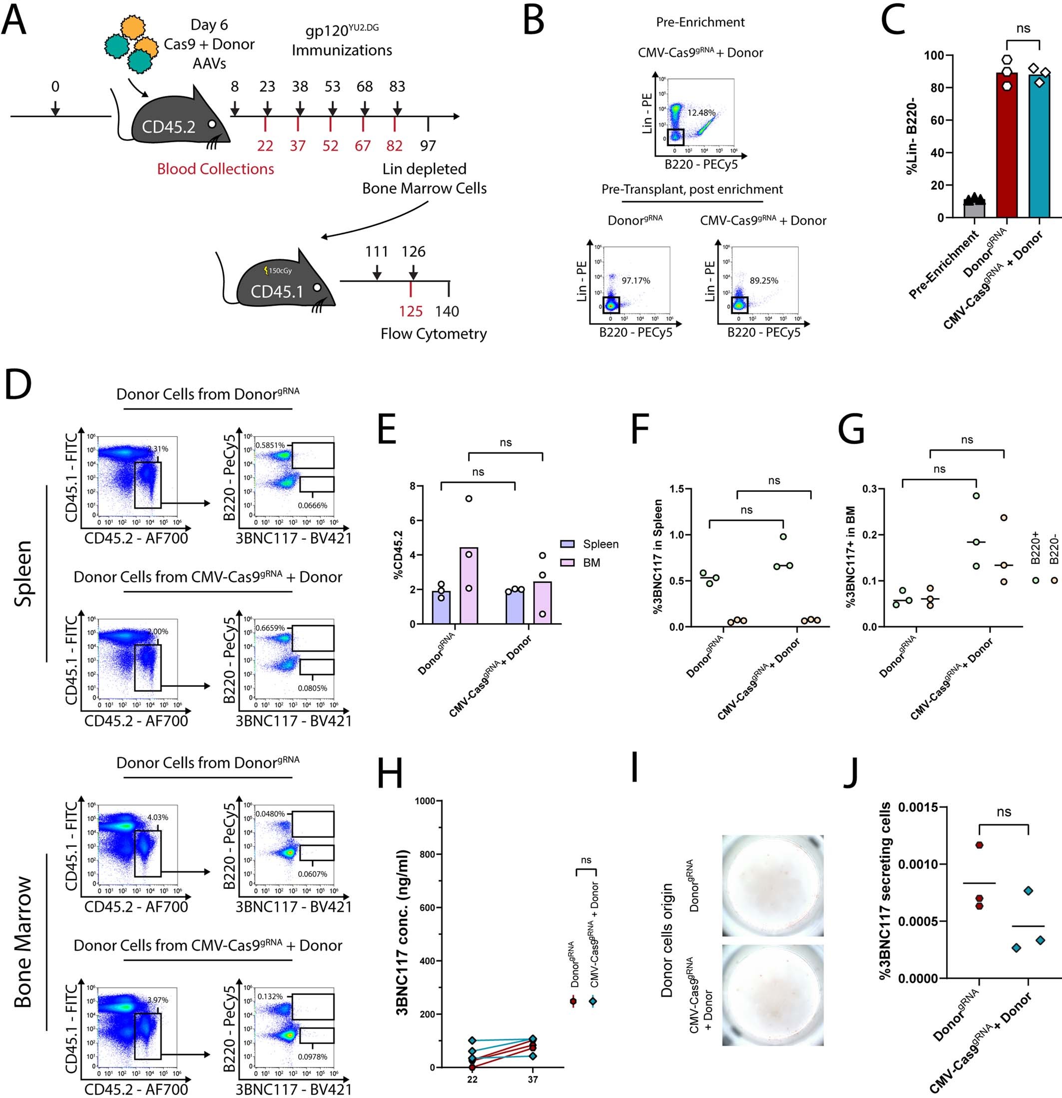 Extended Data Fig. 8: Low 3BNC117 staining and ELISA levels are obtained following syngeneic transplantation of Lin- enriched cells from mice injected with the donor vector with or without the saCas9 coding vector.