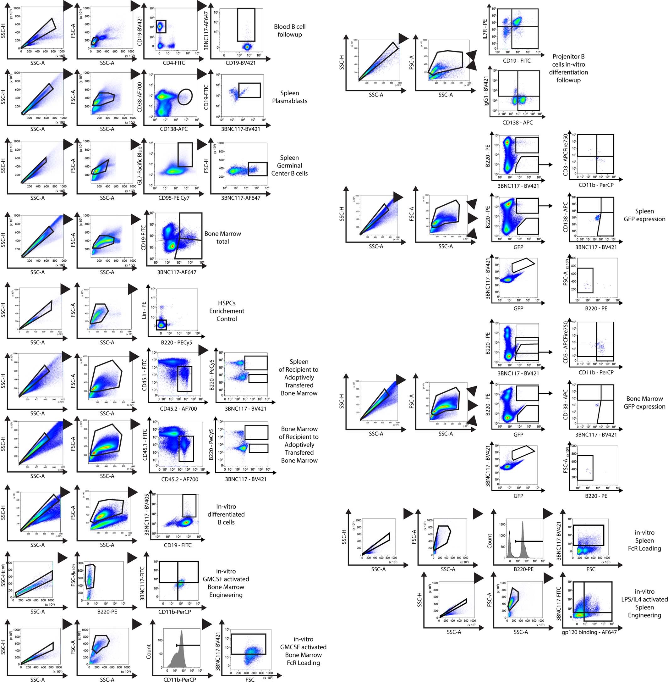 Extended Data Fig. 9: Gating strategy for each experiment in this study.