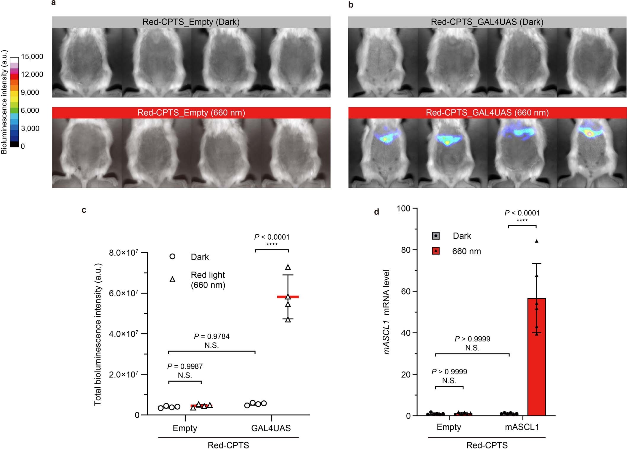 Extended Data Fig. 10: In vivo gene activation by Red-CPTS upon noninvasive red light illumination.