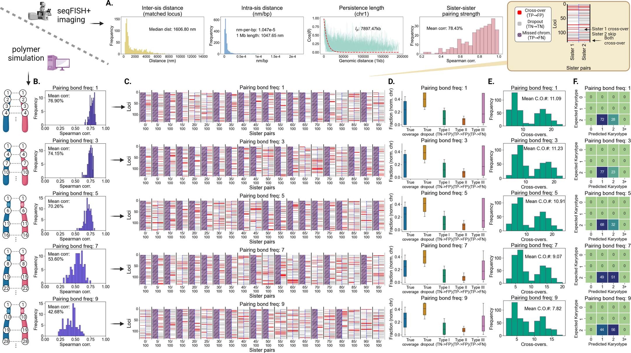Extended Data Fig. 7: Spatial genome alignment on simulated paired chromatin fibers.