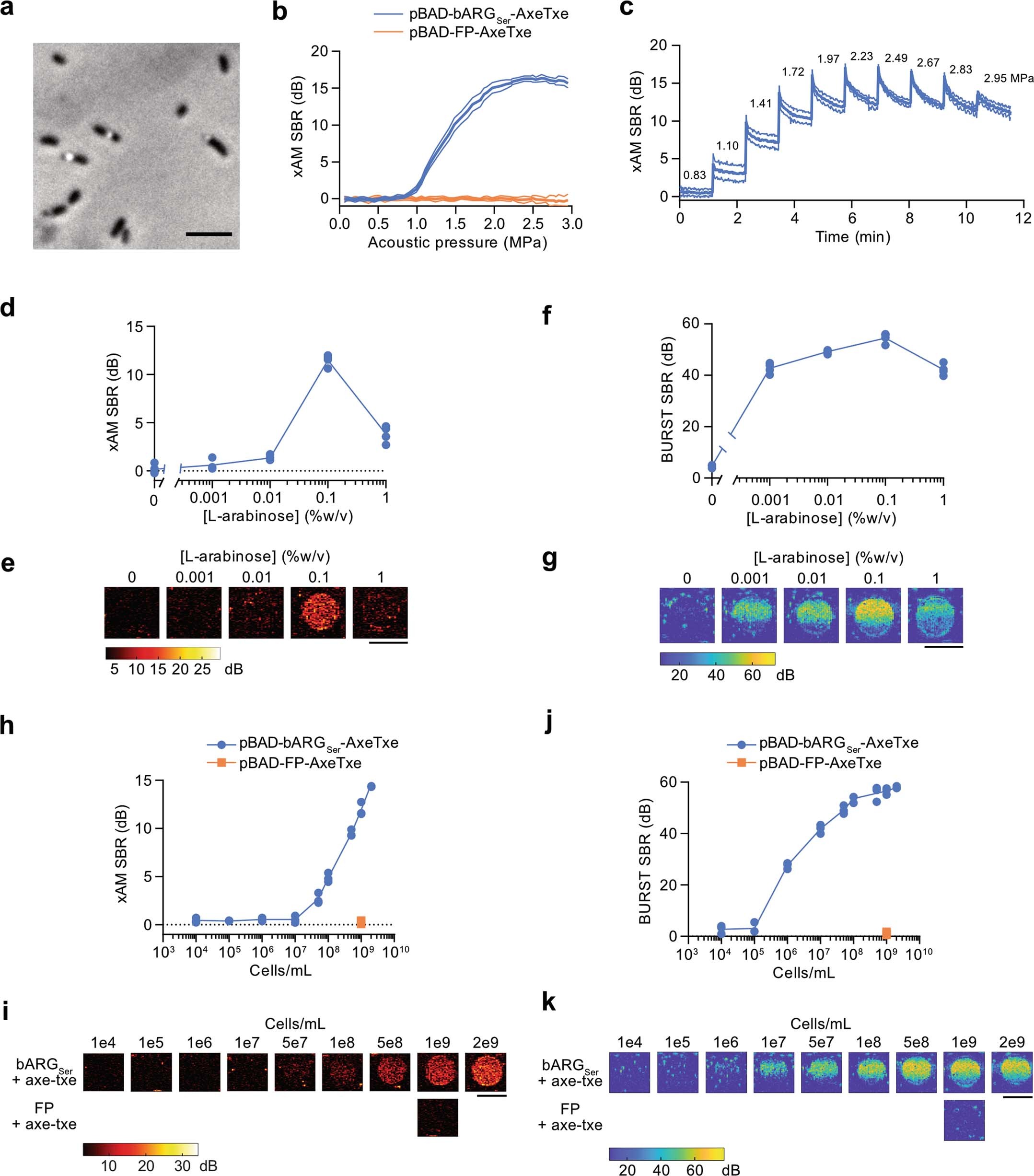 Extended Data Fig. 6: bARGSer expression and acoustic characterization in Salmonella enterica serovar Typhimurium.