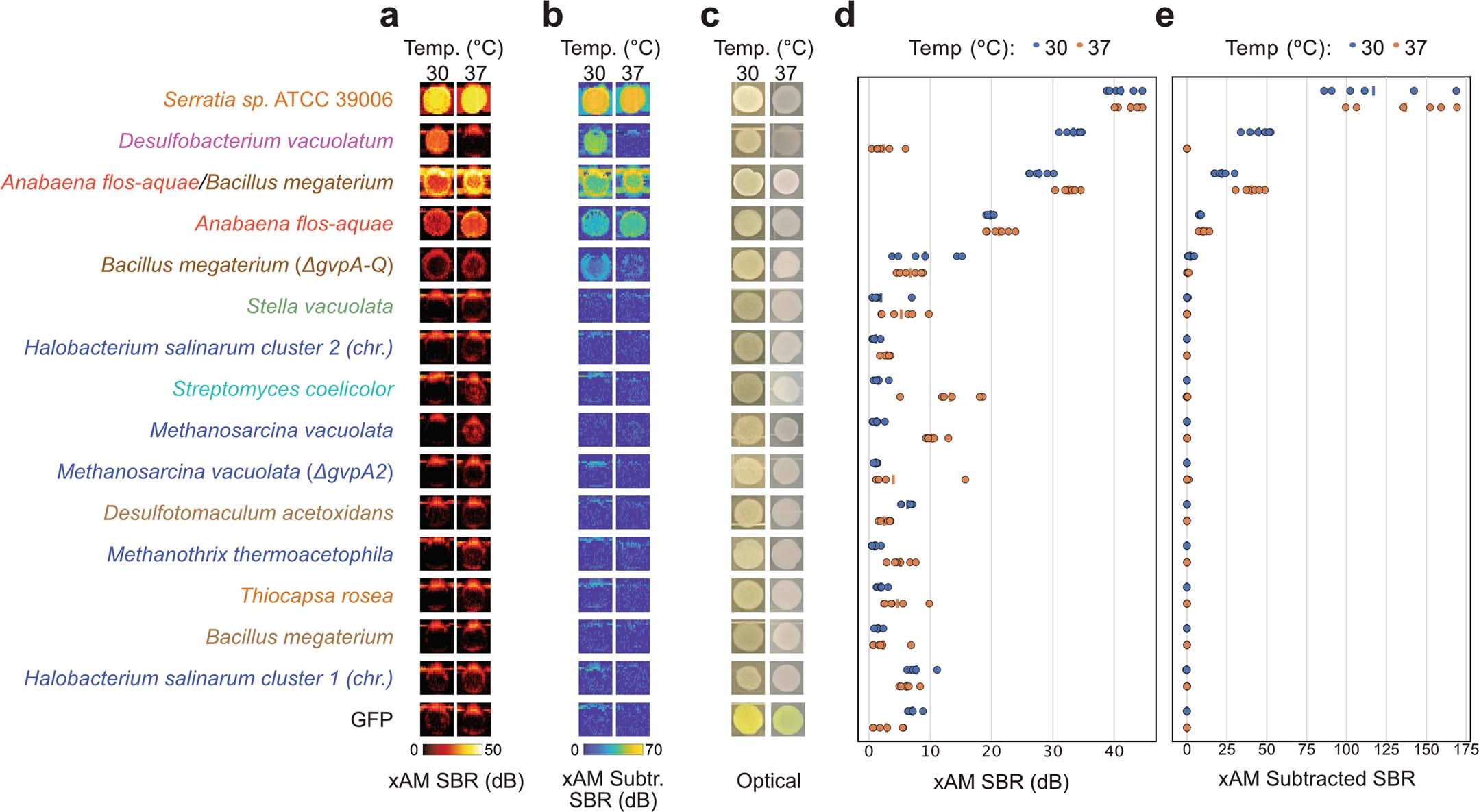 Extended Data Fig. 1: Additional images and quantification of E. coli patches expressing select GV gene clusters.