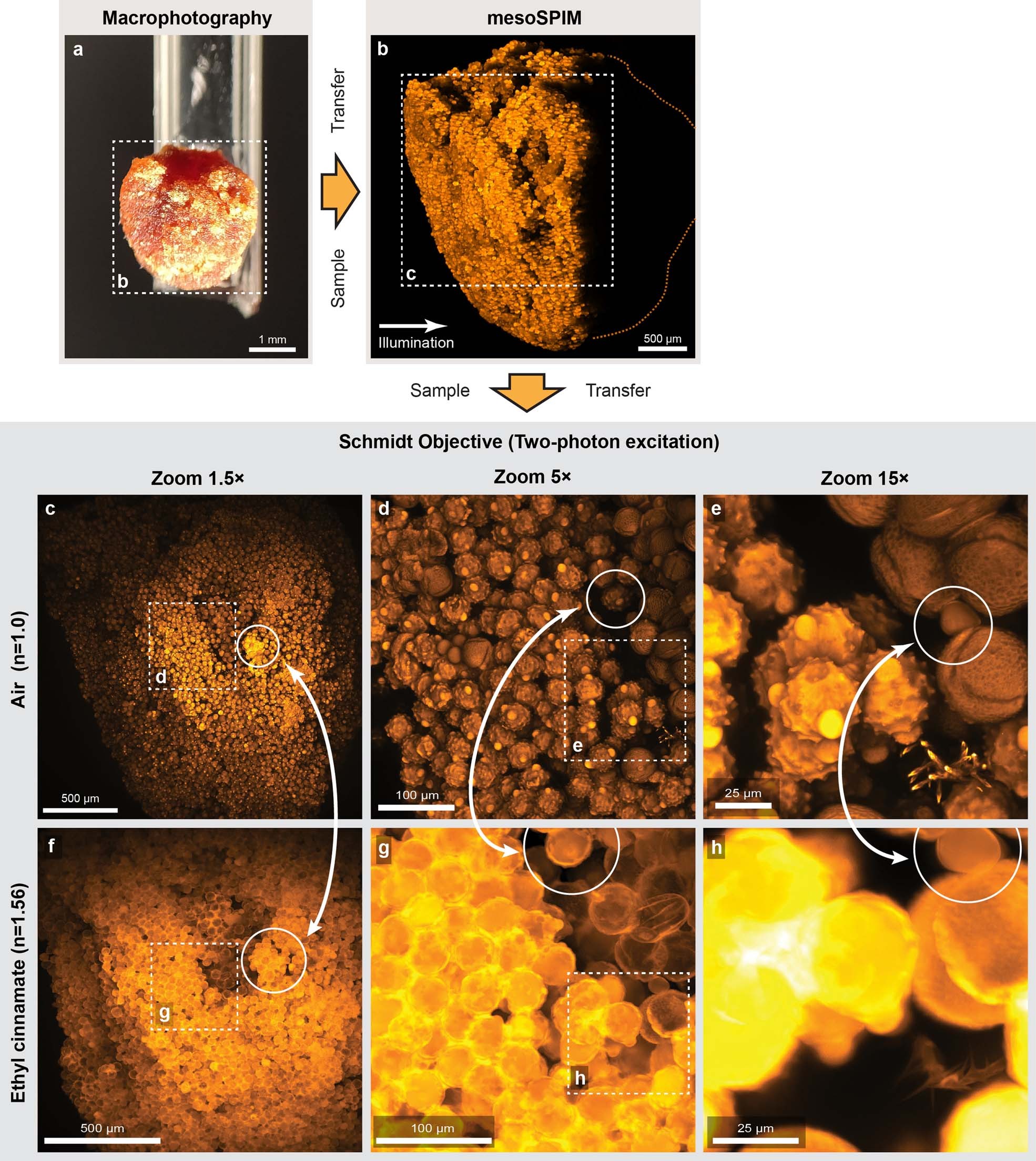 Extended Data Fig. 3: Imaging the same sample in air and in ethyl cinnamate (ECI).