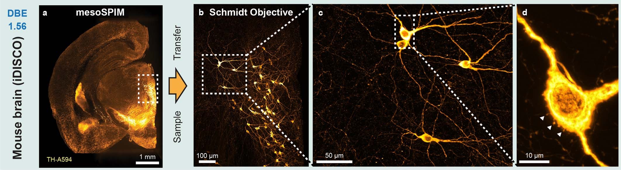 Extended Data Fig. 6: Dopaminergic neurons in the mouse brain imaged with the Schmidt objective.