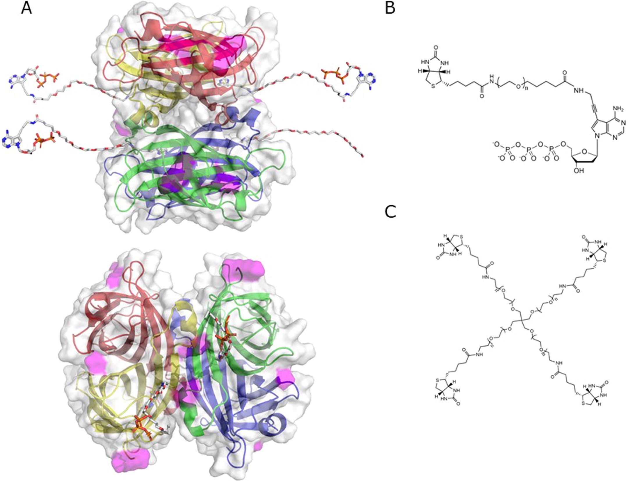 Extended Data Fig. 1: Model of an avidite.