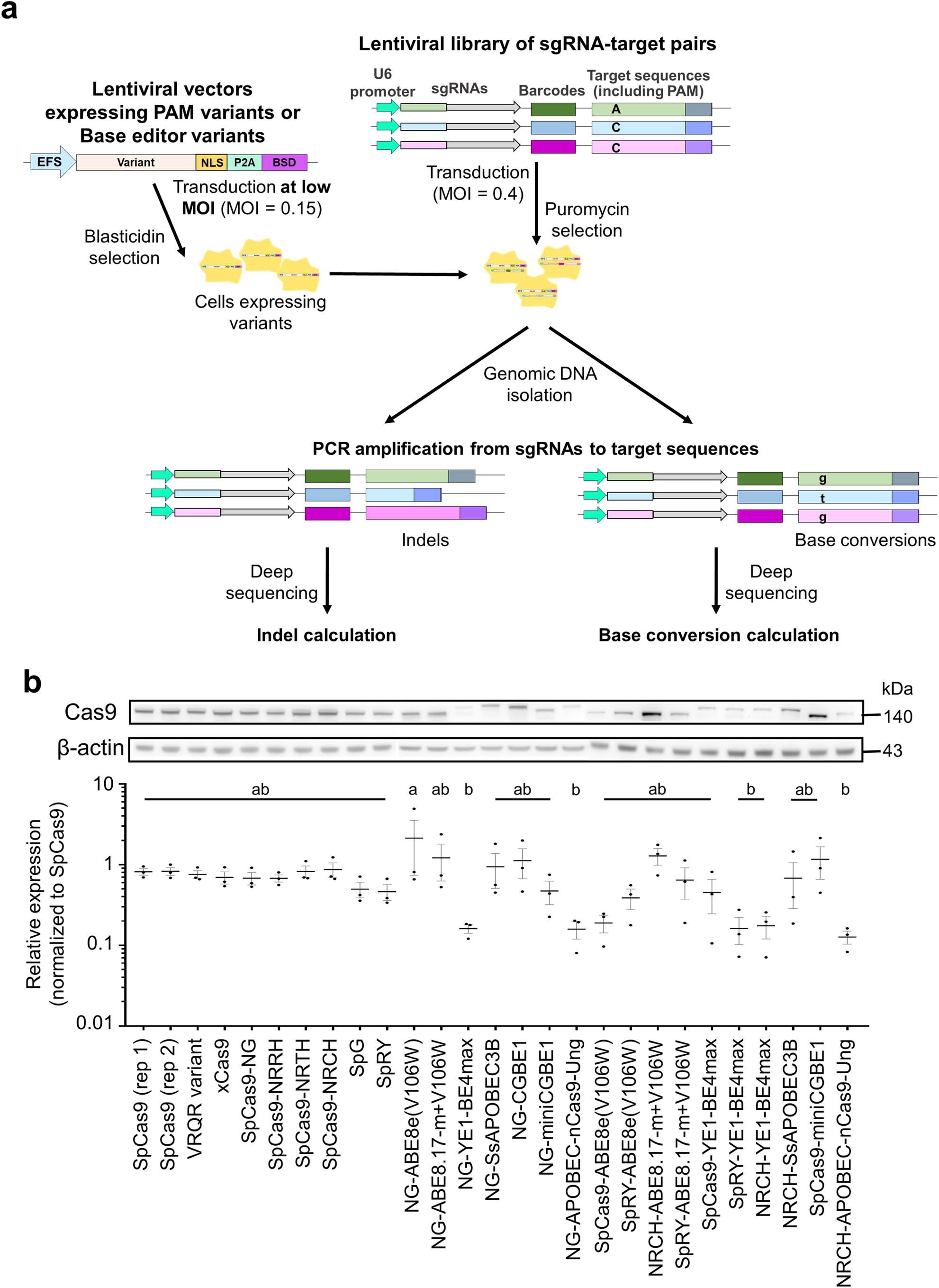 Extended Data Fig. 1: Generation and evaluation of variant-expressing cell lines.